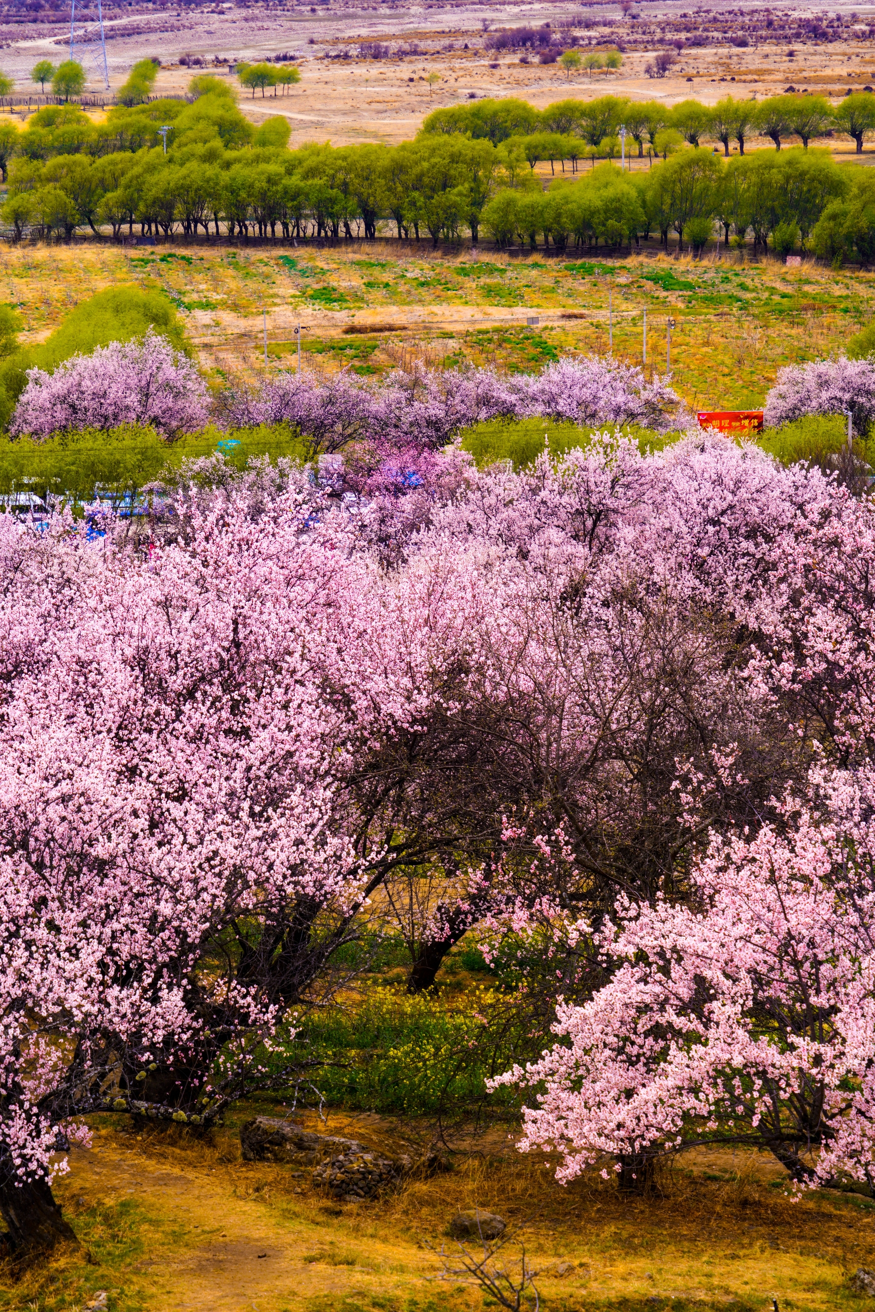 林芝嘎拉桃花村