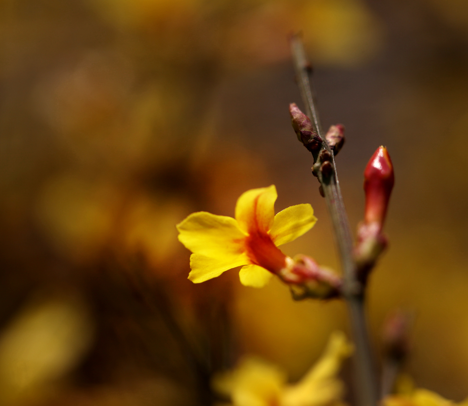 首发早春花卉之迎春花