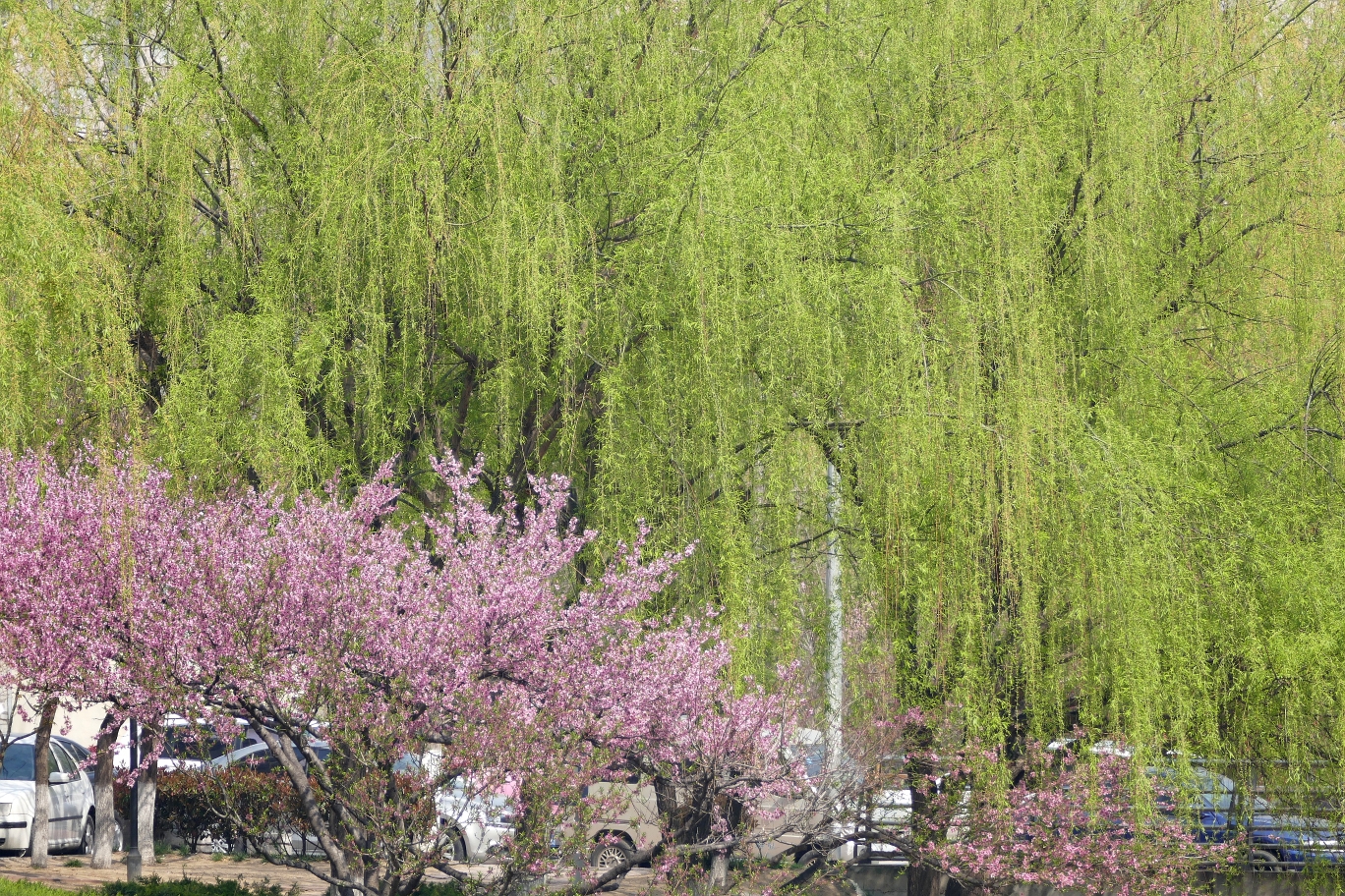 深春四月姹紫嫣红花满枝绿柳烟波万木青