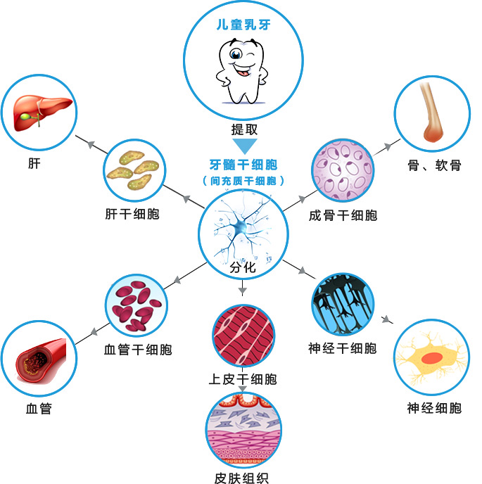 这几种方法激活干细胞可让损坏的牙齿再生