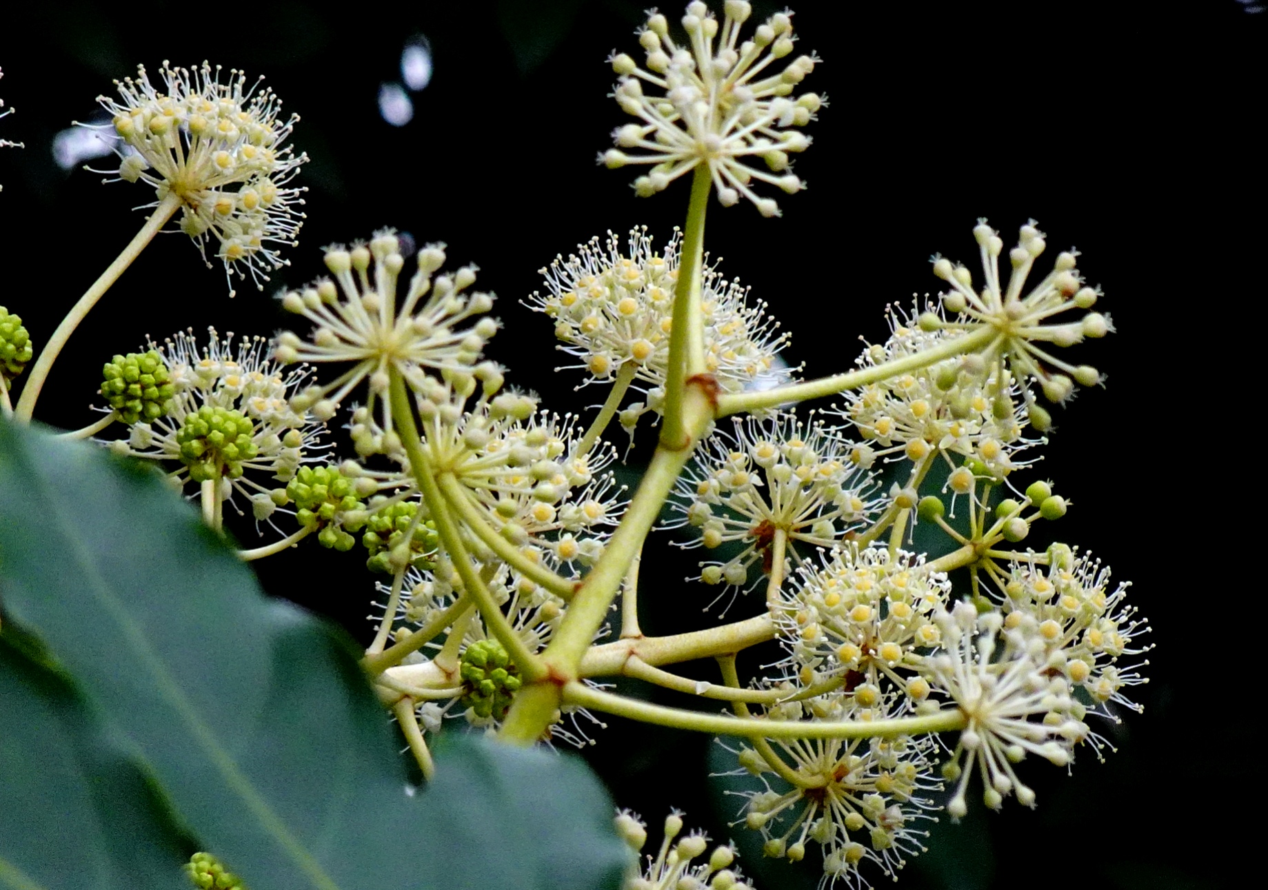 [首发]八角金盘花