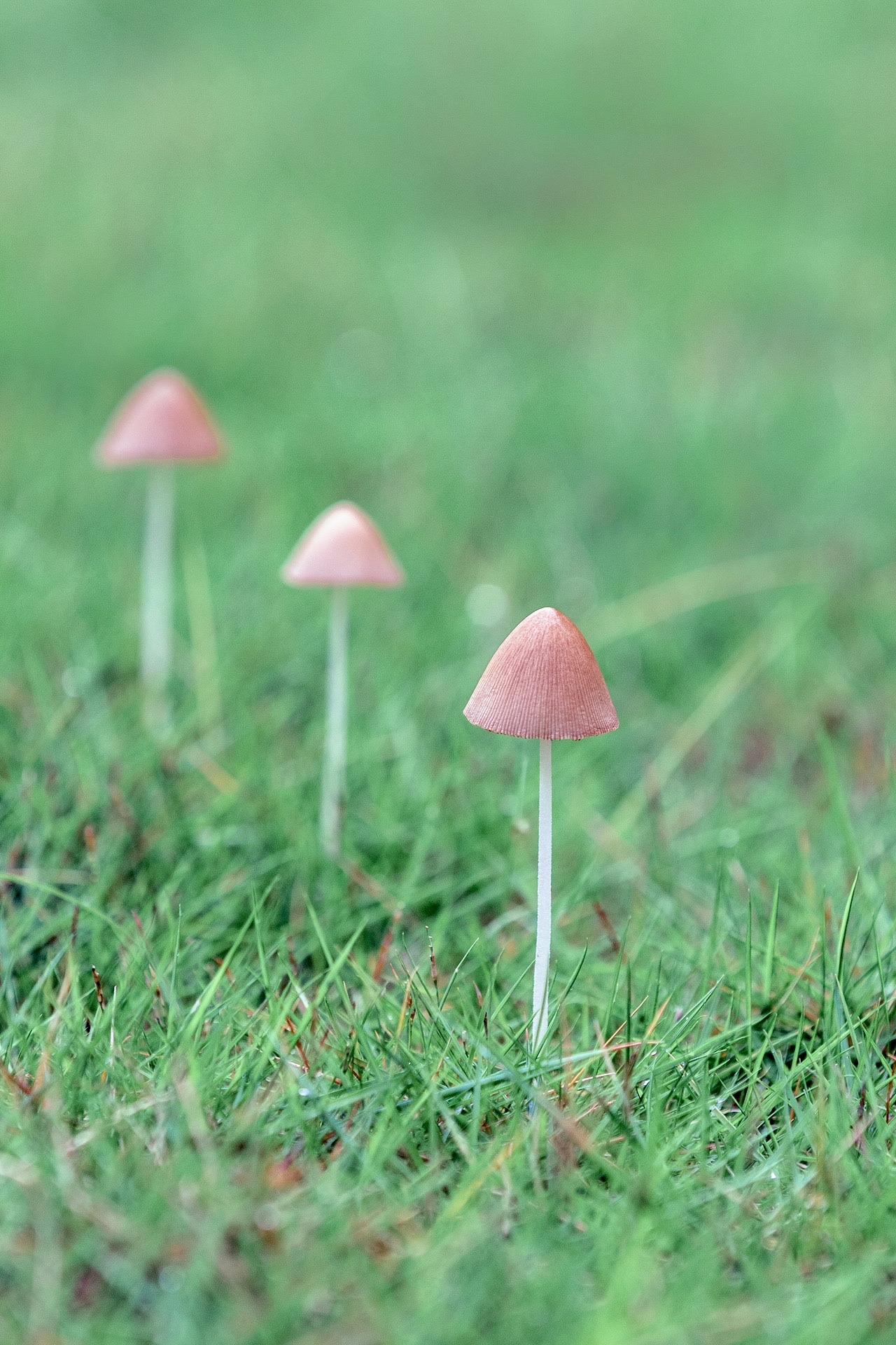 雨后,树林里草丛中冒出了许多的野生小蘑菇!