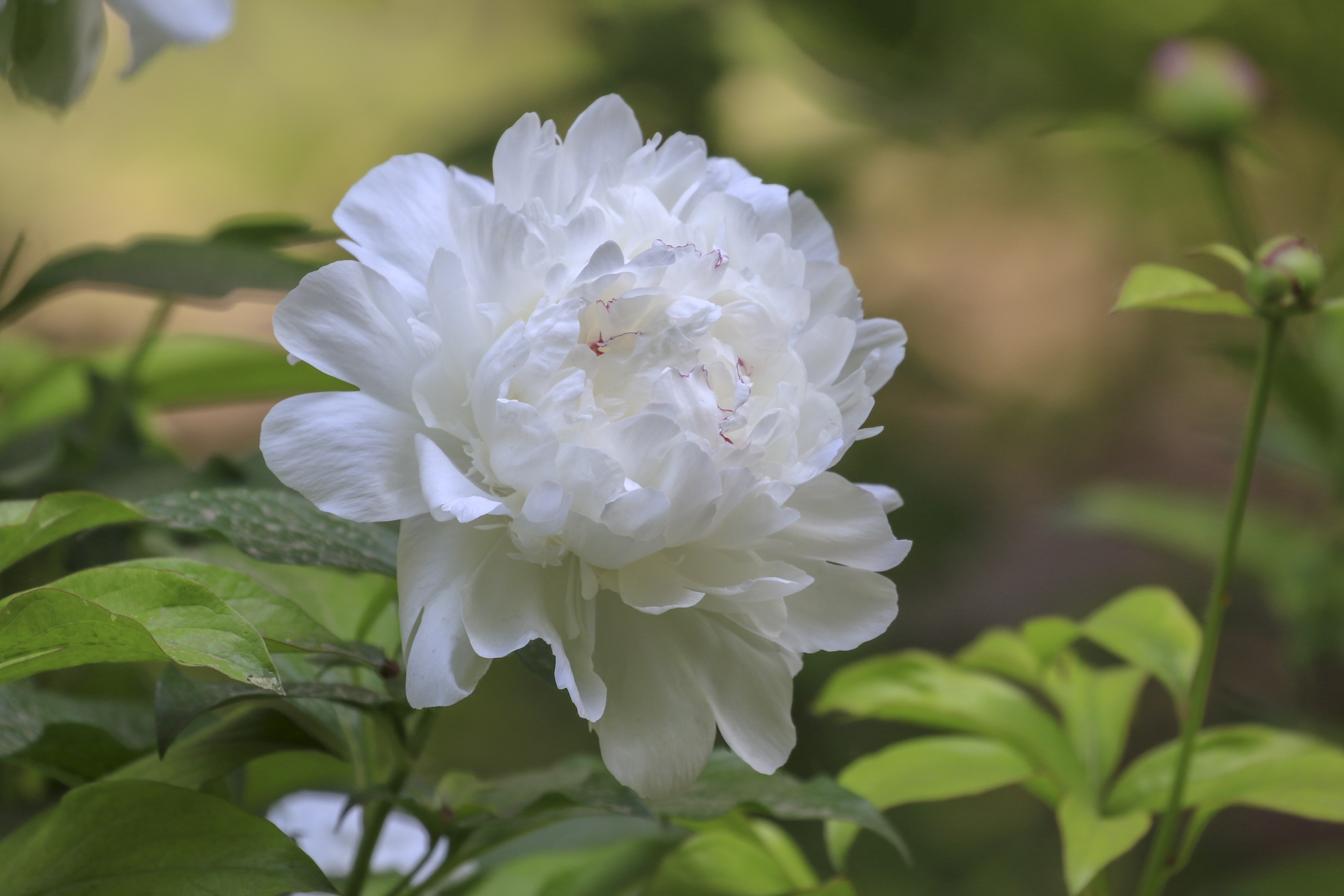 【首发】五月花仙～芍药花