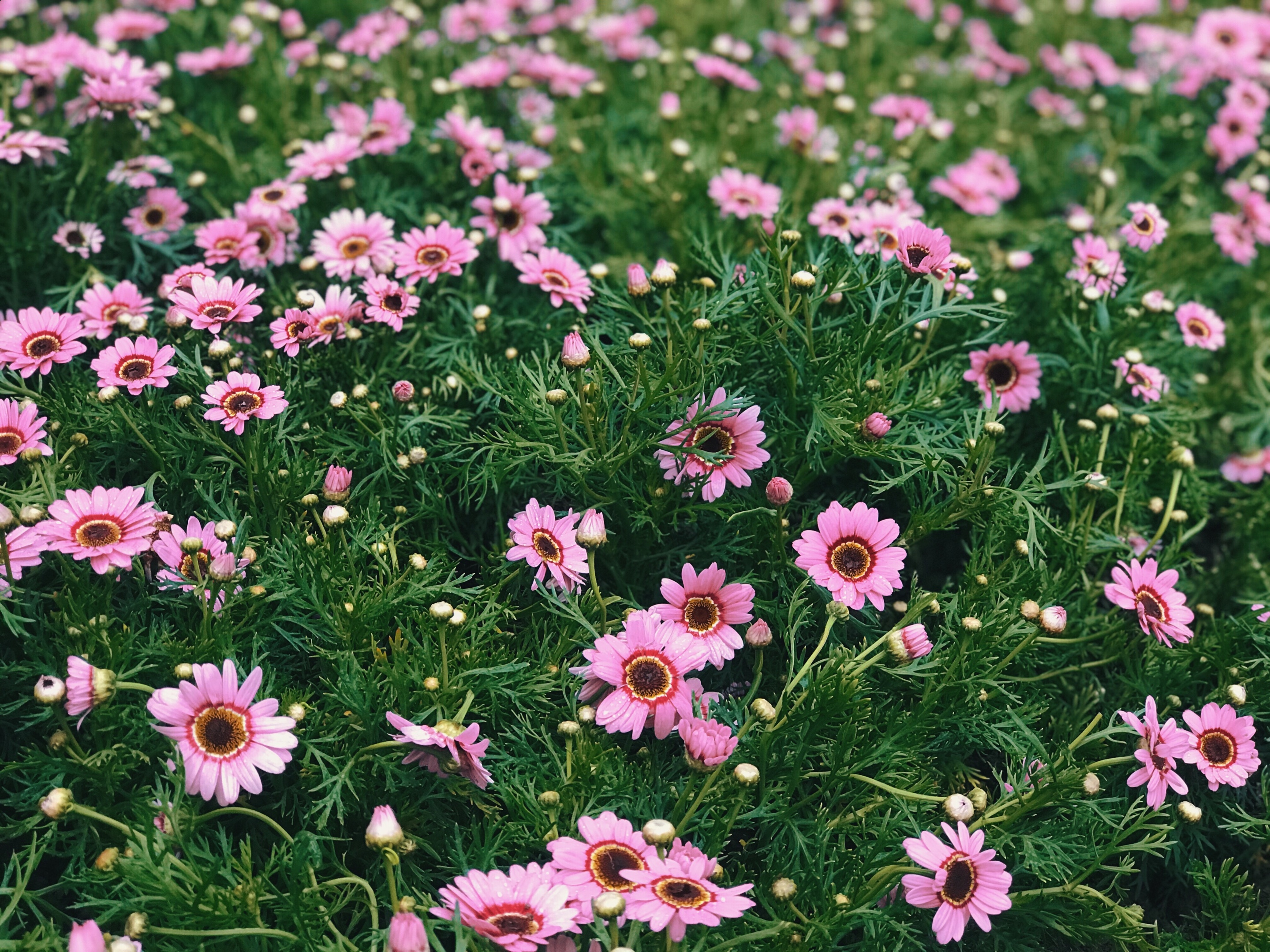 木茼蒿