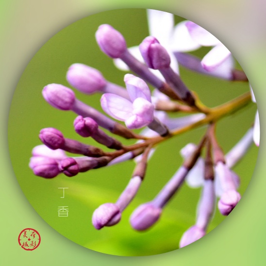 丁香花