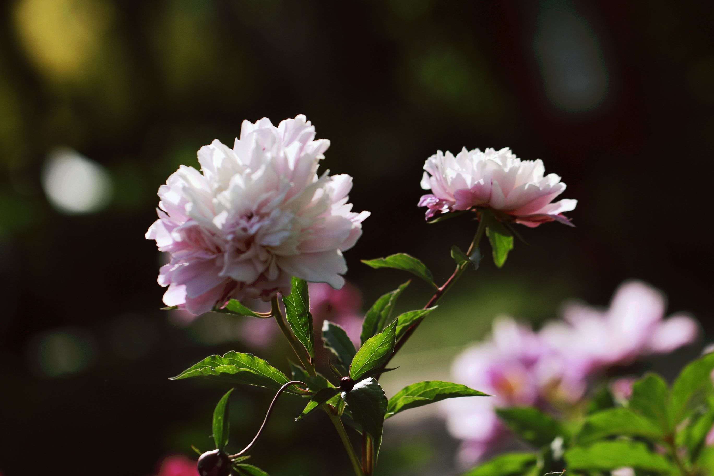 芍药花开