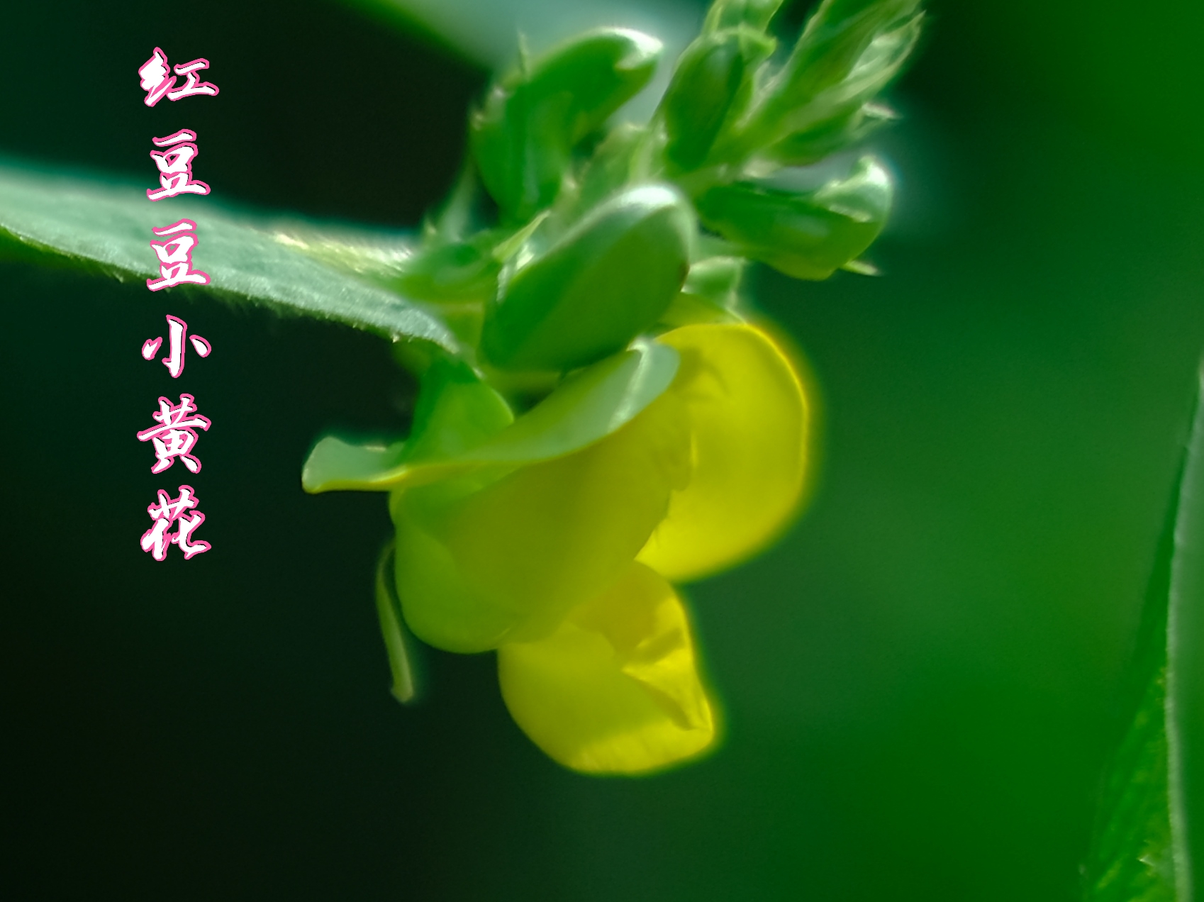 红豆豆*小黄花