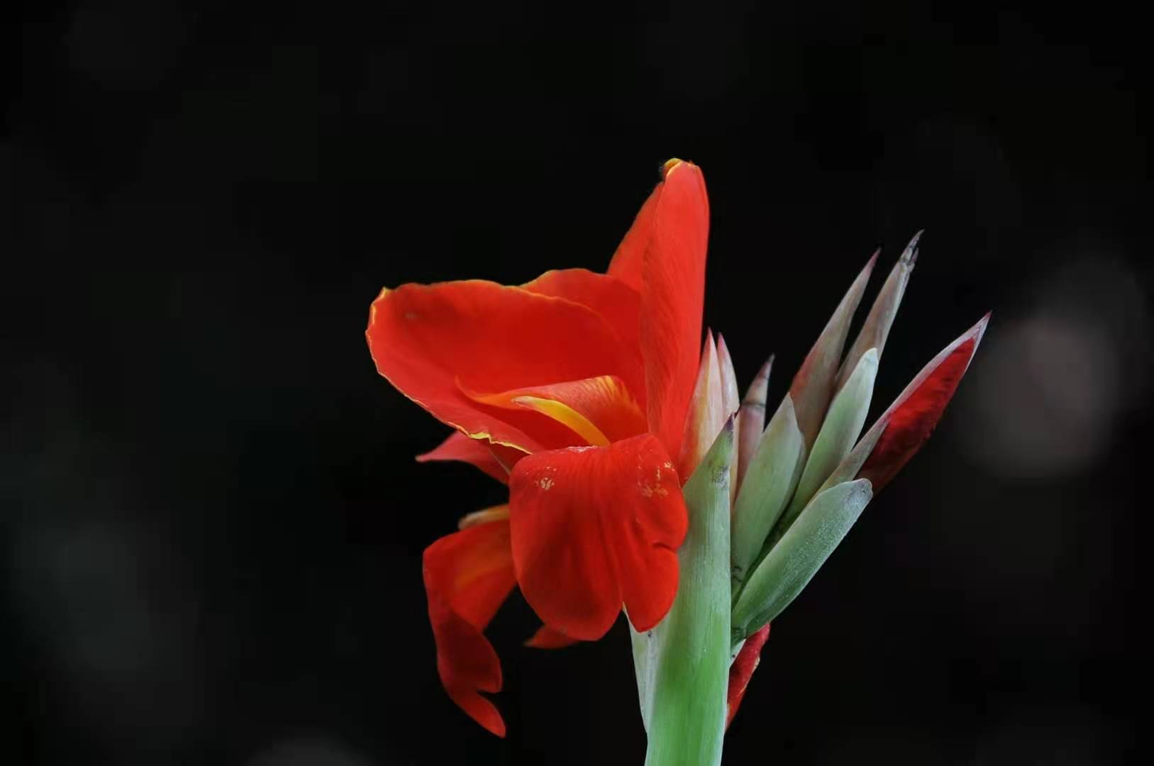 美人蕉
