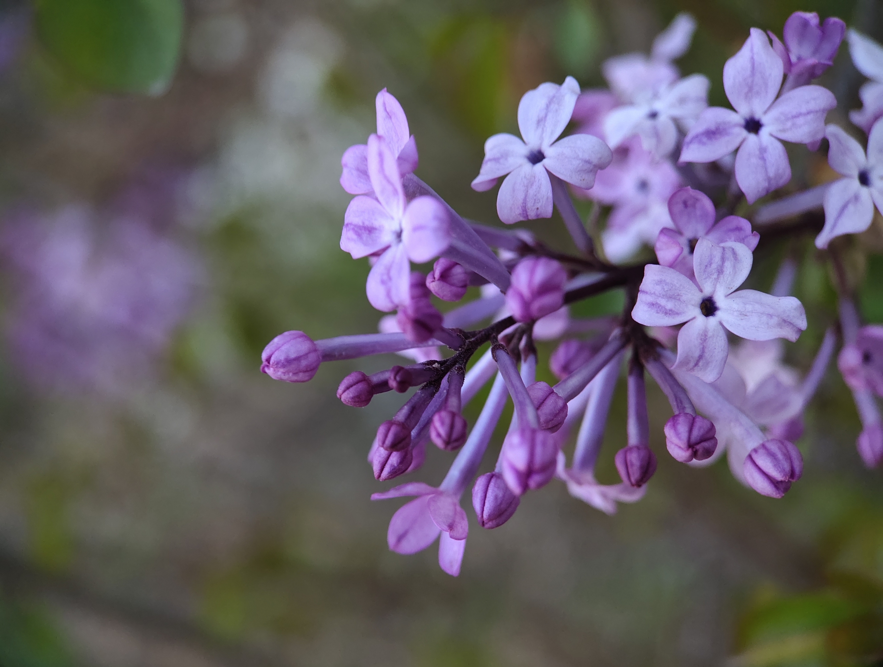 (首发)丁香花