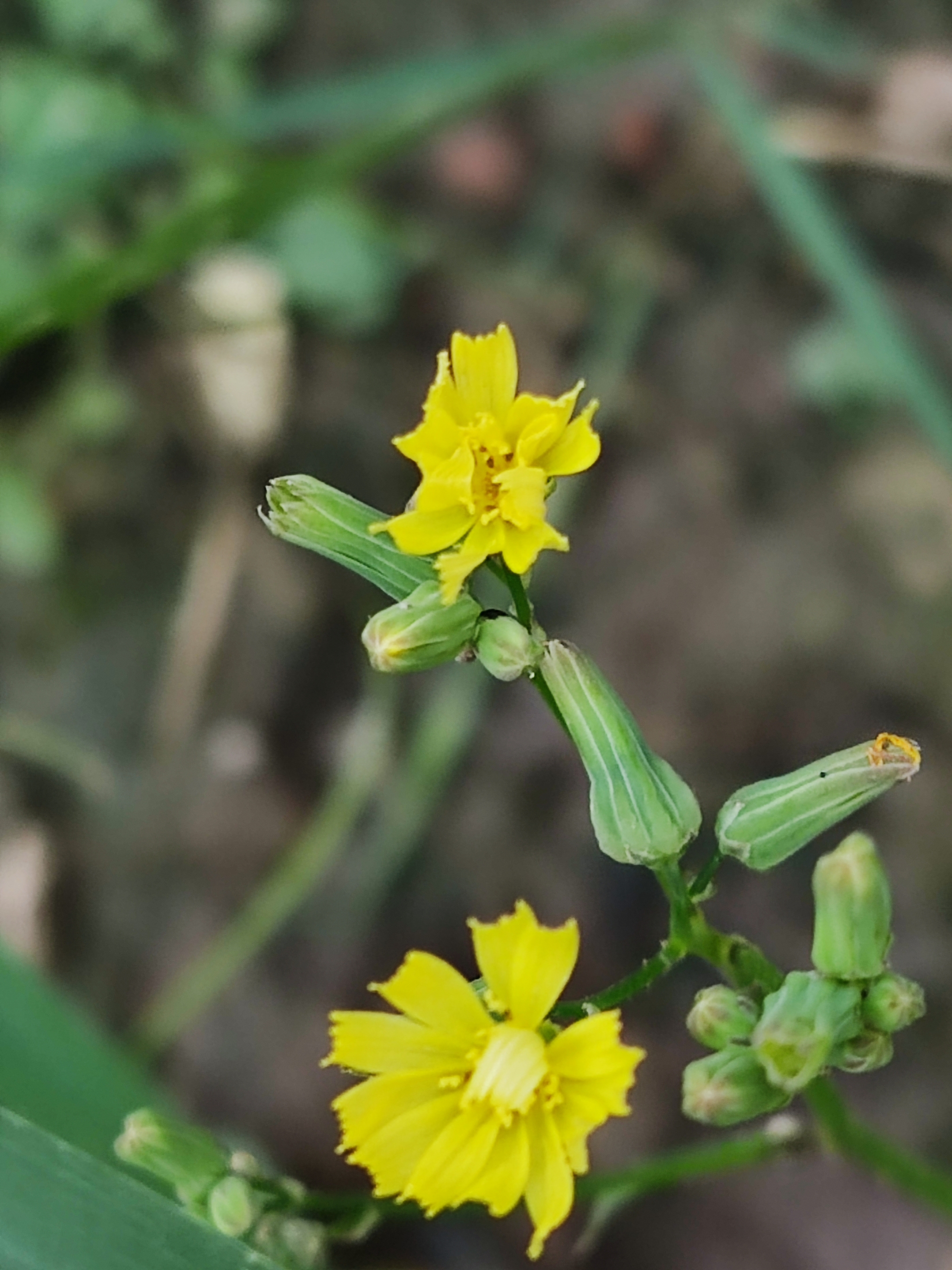 黄鹌菜花