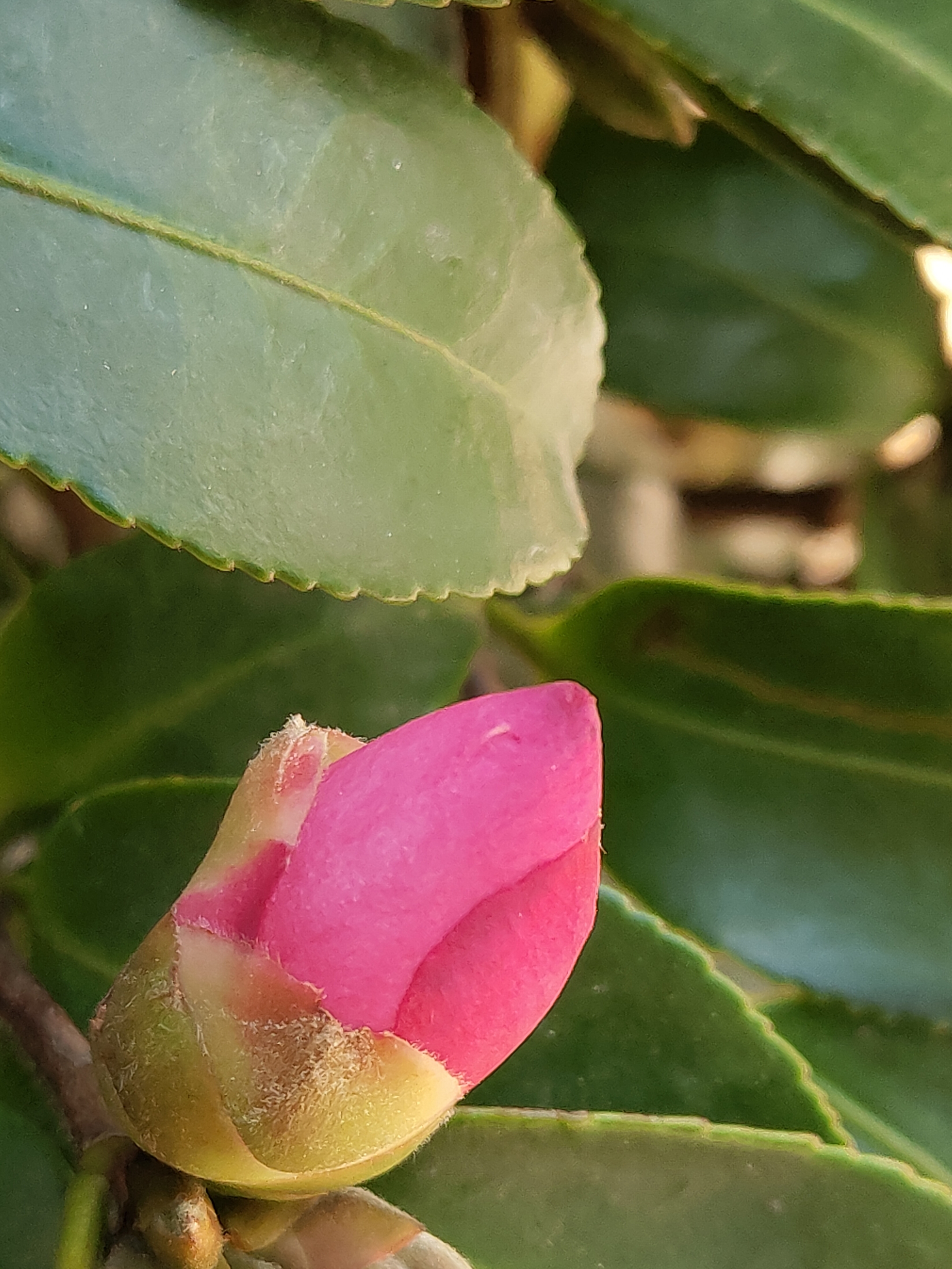 山茶花