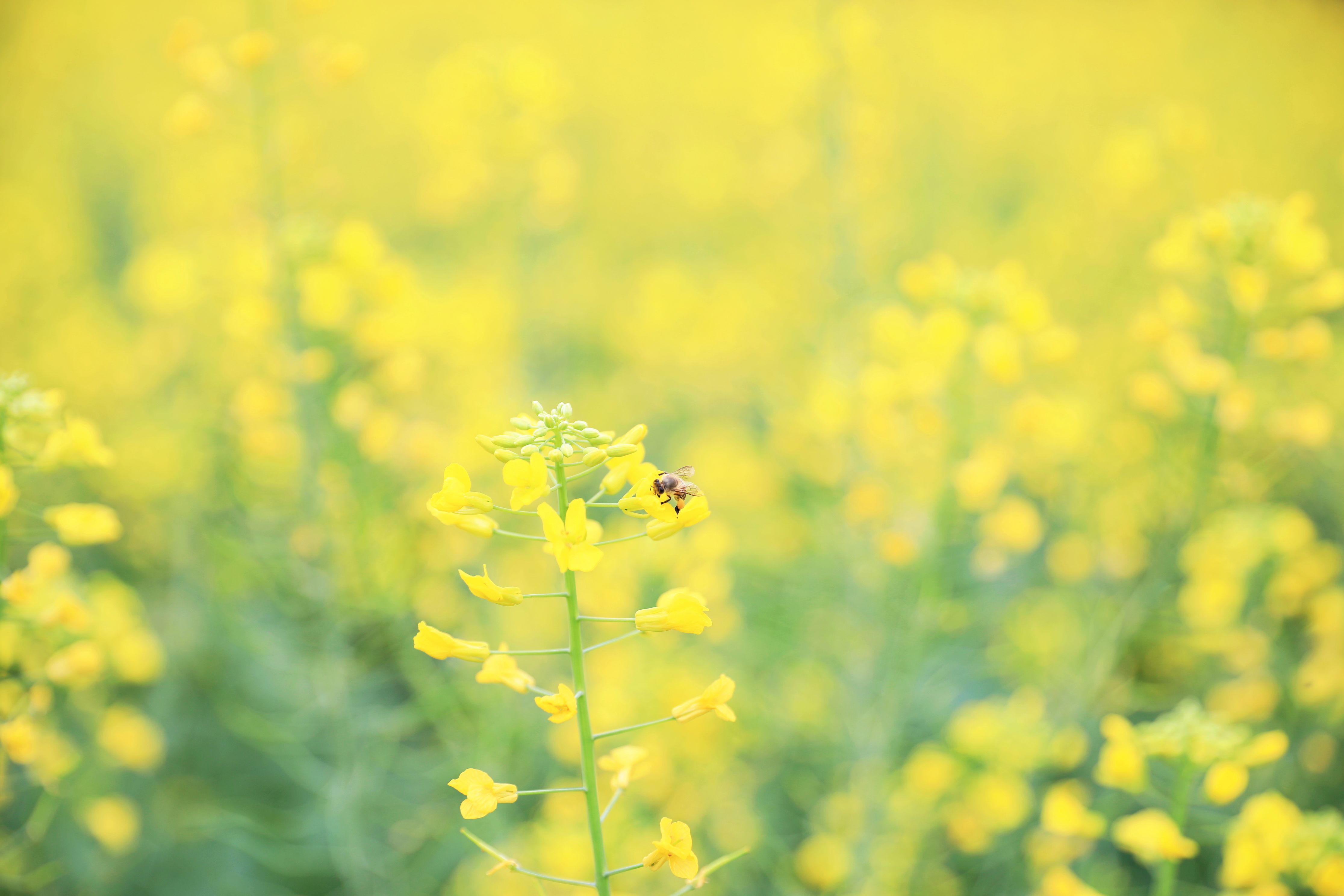 爱他生计资民用,不是闲花野草流"这首深刻形象描写油菜的诗.