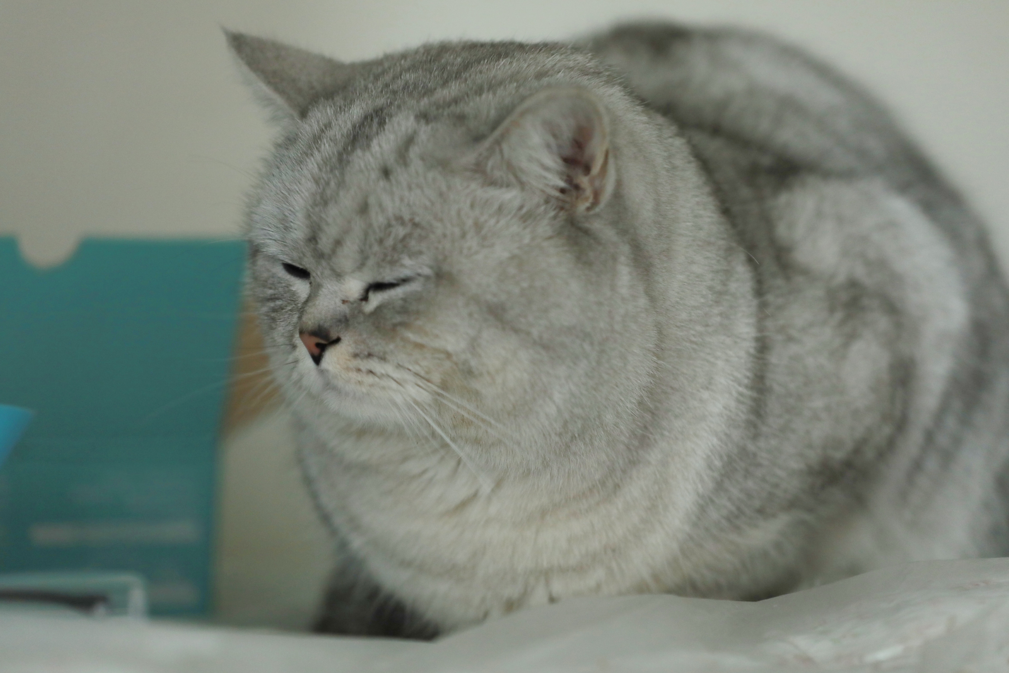 拍了几张回来在网上查了查,才知道此猫名叫银渐层,还是只名贵的猫
