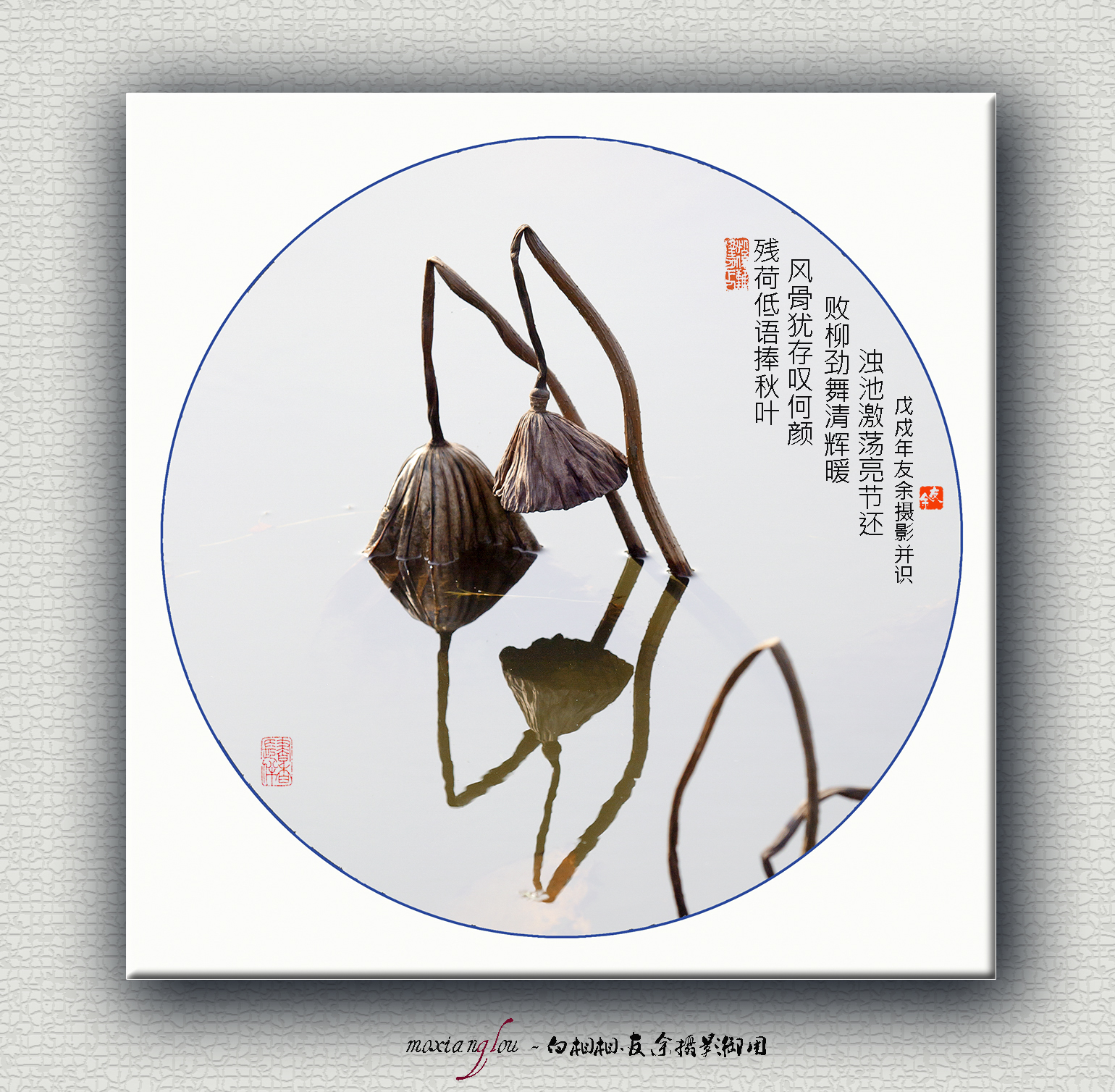 日渐凋零的残荷