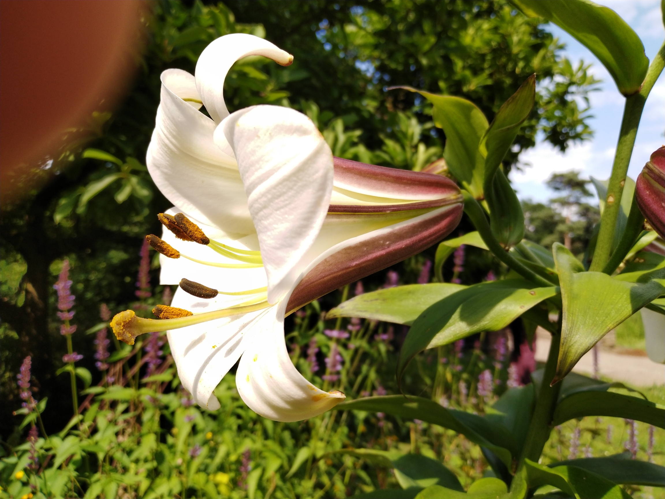萱草花跟前面的介绍过的第四种有些相近,它也是由绸缎般的白色花瓣为