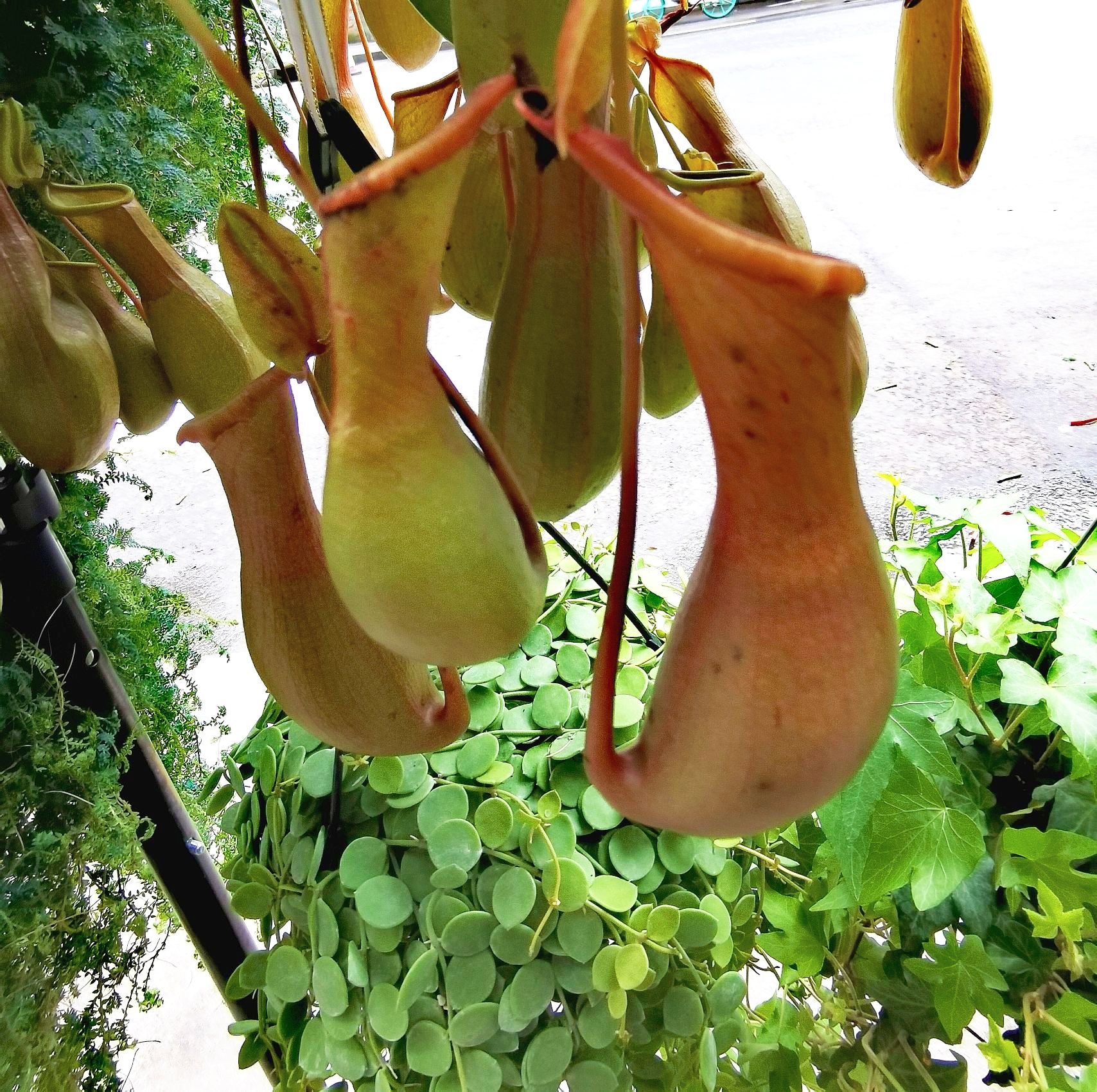 【首发】猪笼草