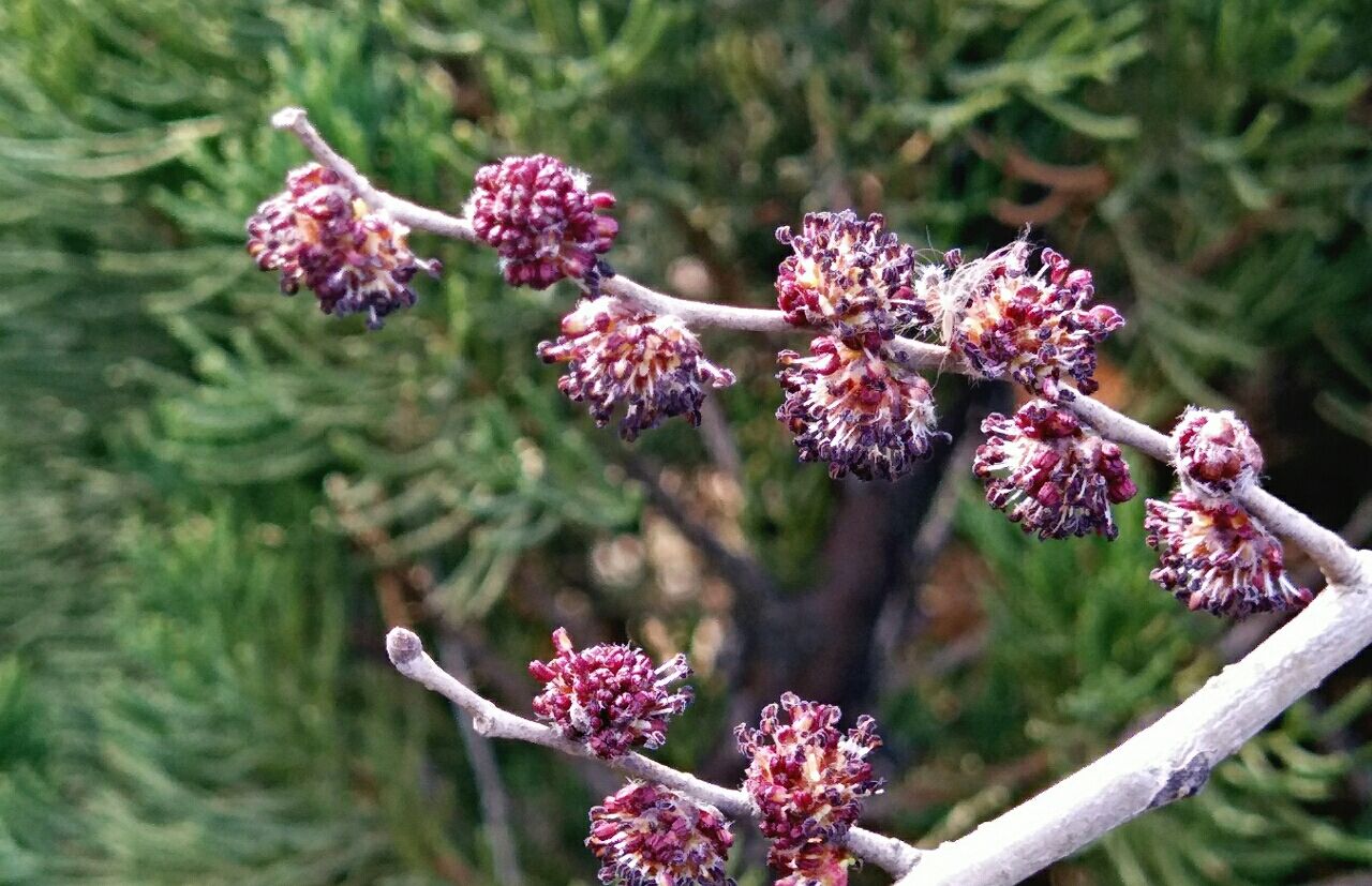 紫茸茸的榆树花