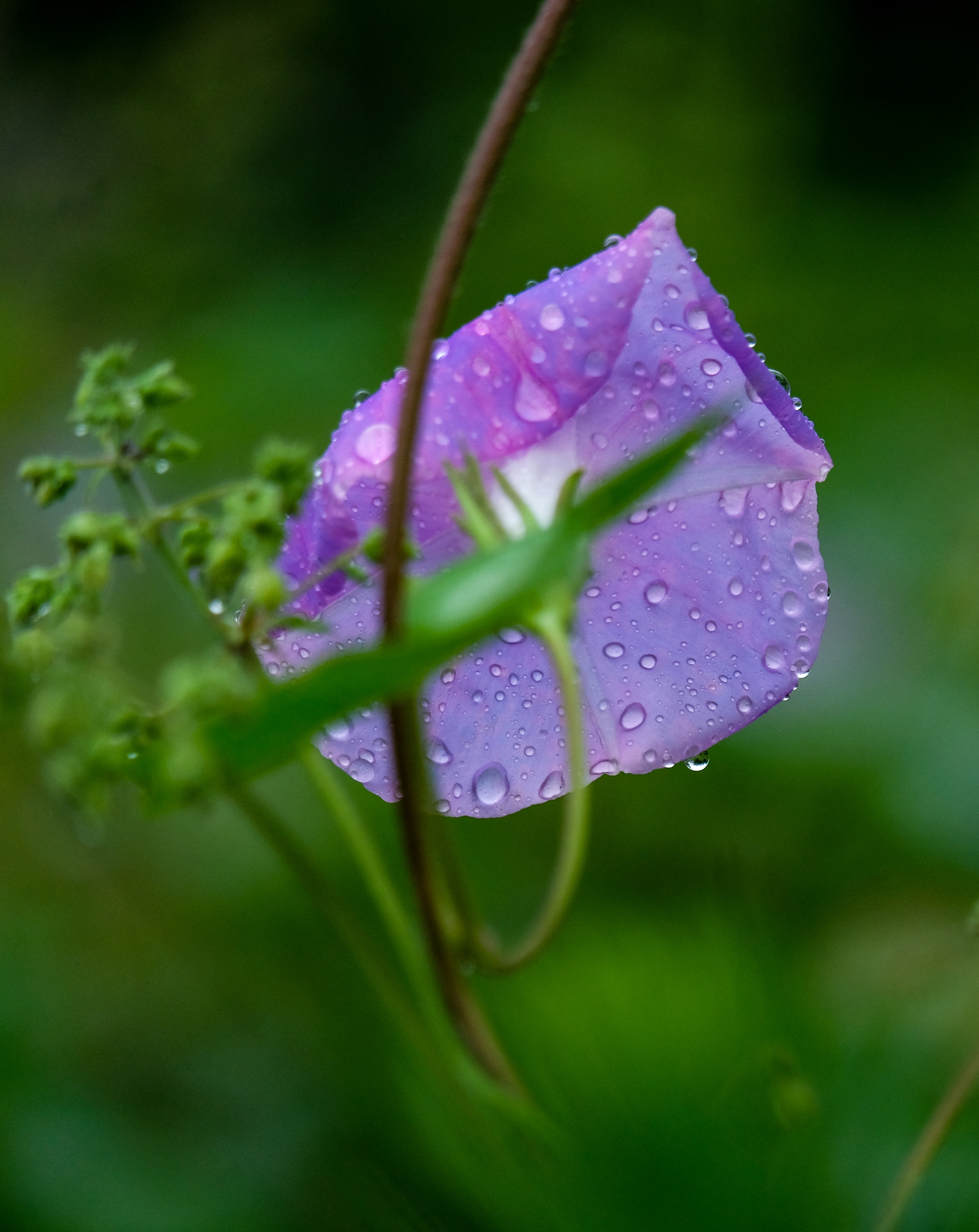 雨中牵牛花二vv首发