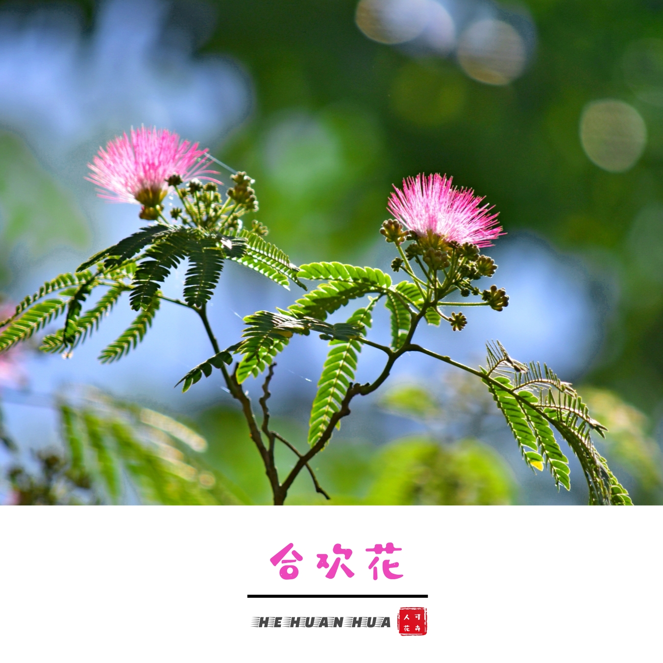 首发合欢花