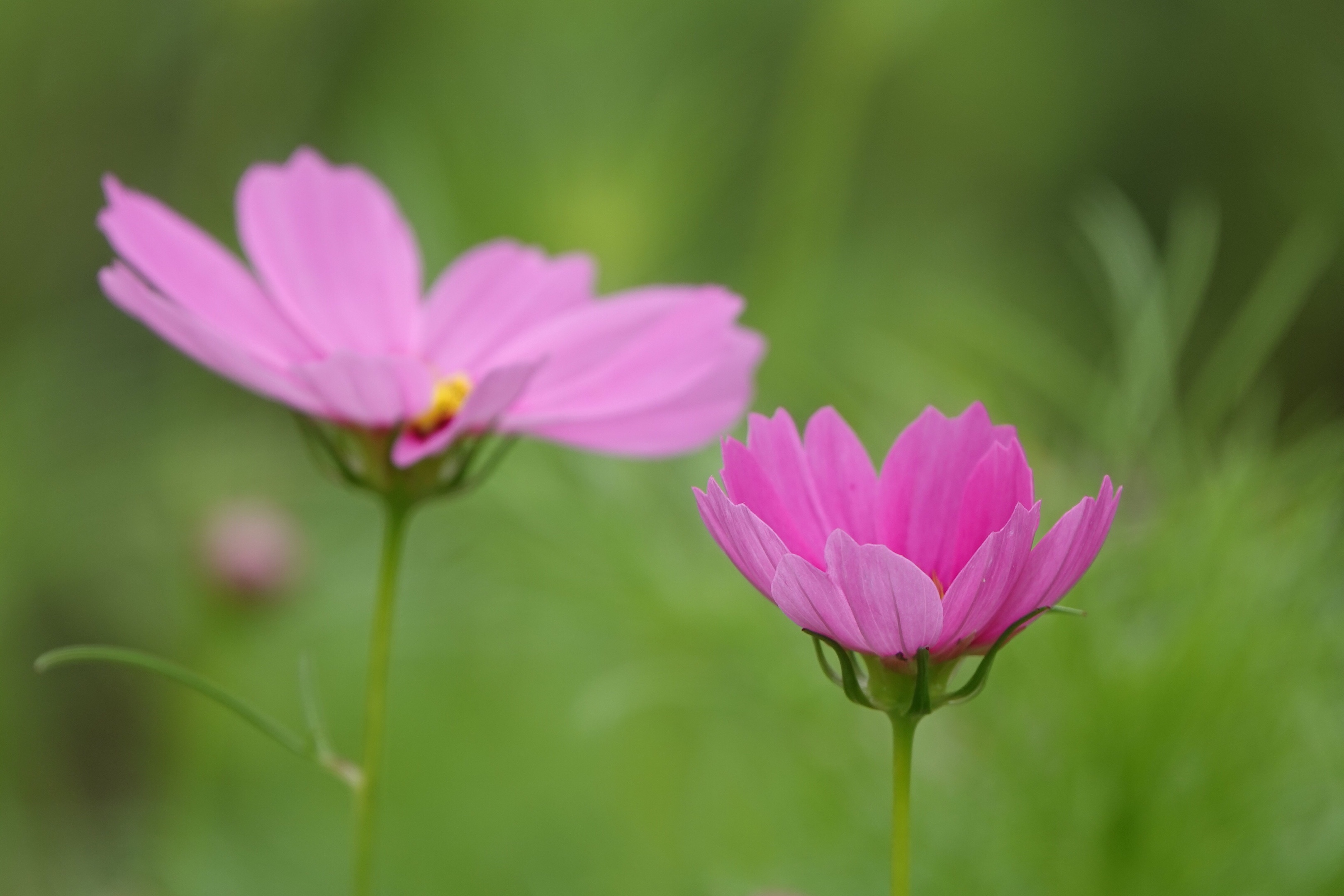 花语:幸福花,圣洁之花,爱情之花