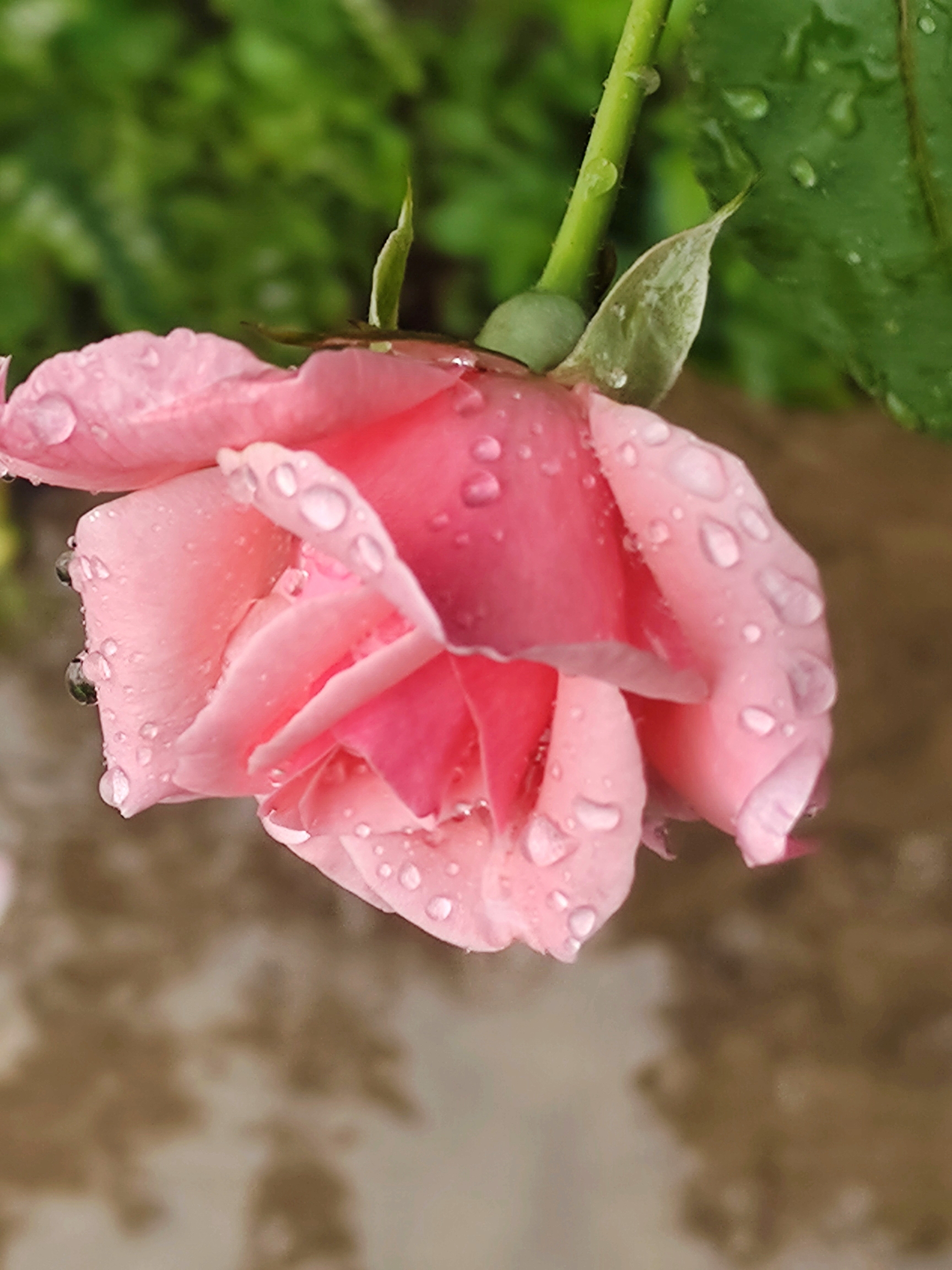 首发〕挂着水珠的月季花