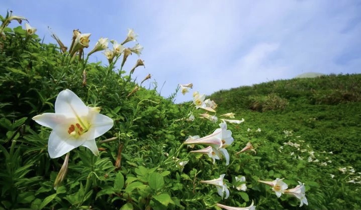 它的种子随着风飘扬 落在山谷,草原和悬崖边上 到处都开满洁白的野