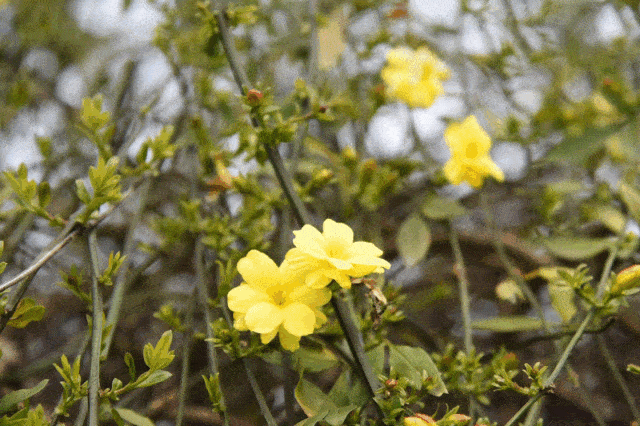 天上暖阳携芽笑,一并奔向花鲜紫.