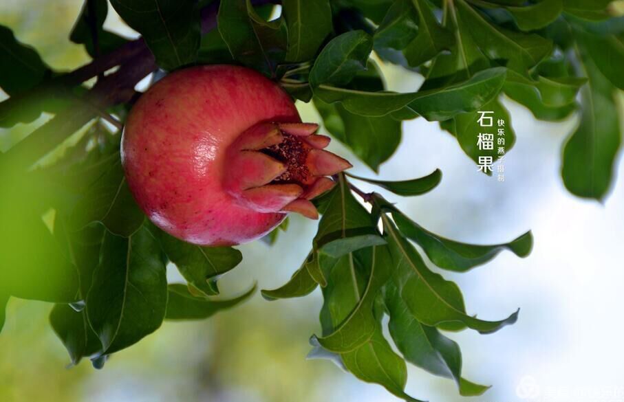 【首发】石榴花开香染翠.署至果硕丰盈满