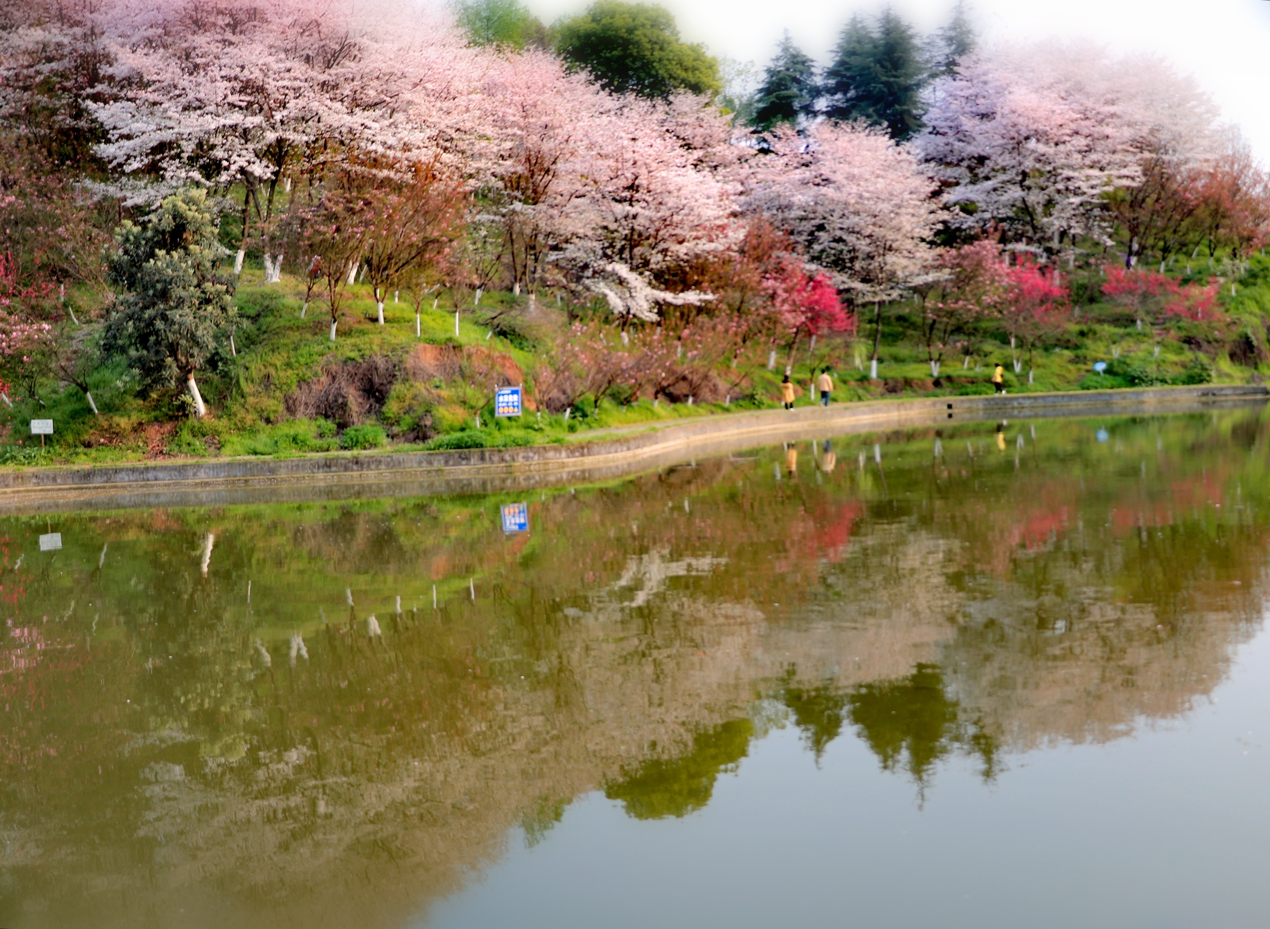 桃花溪"三峡大学"