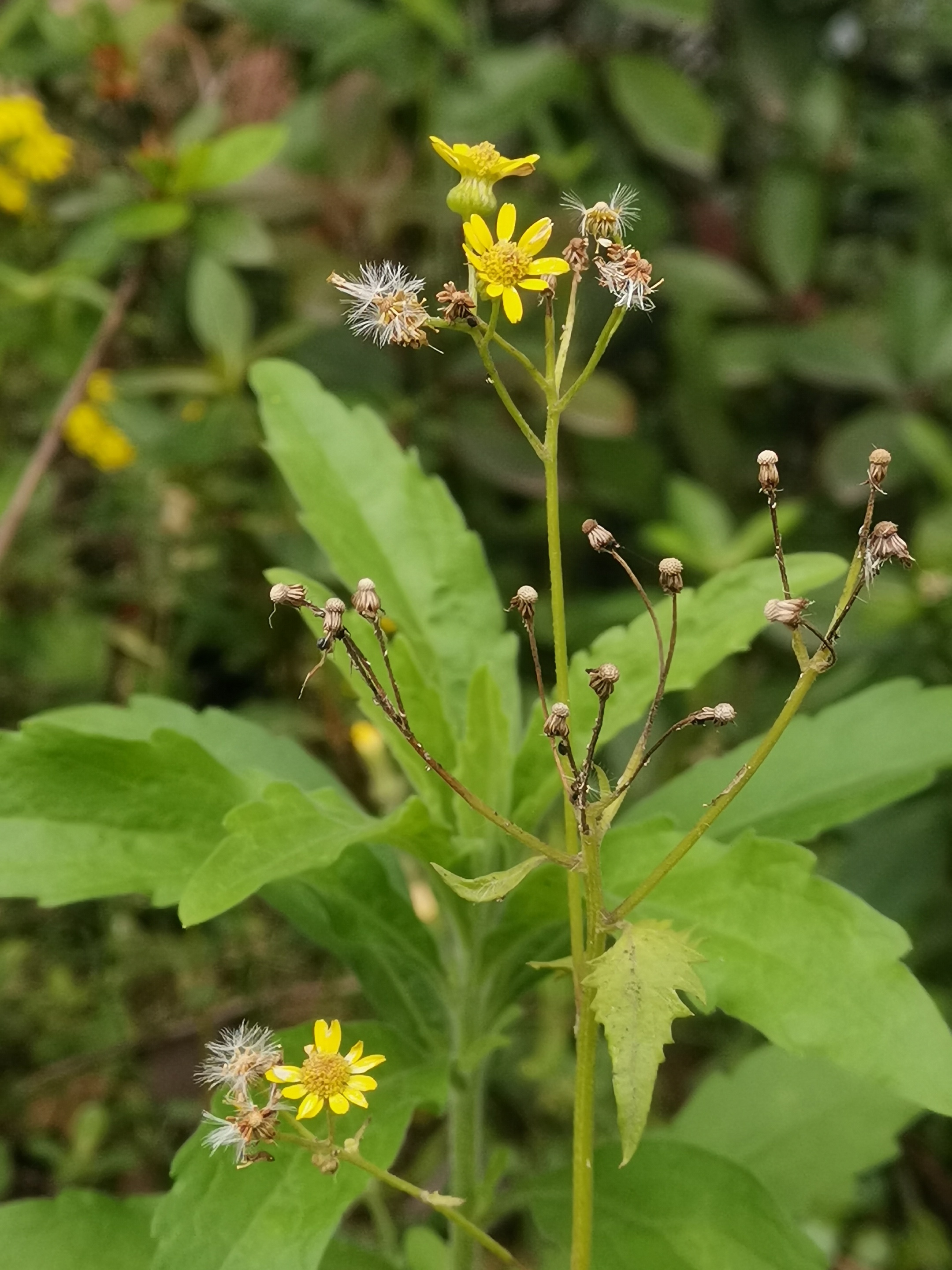 首发黄花枝香草一