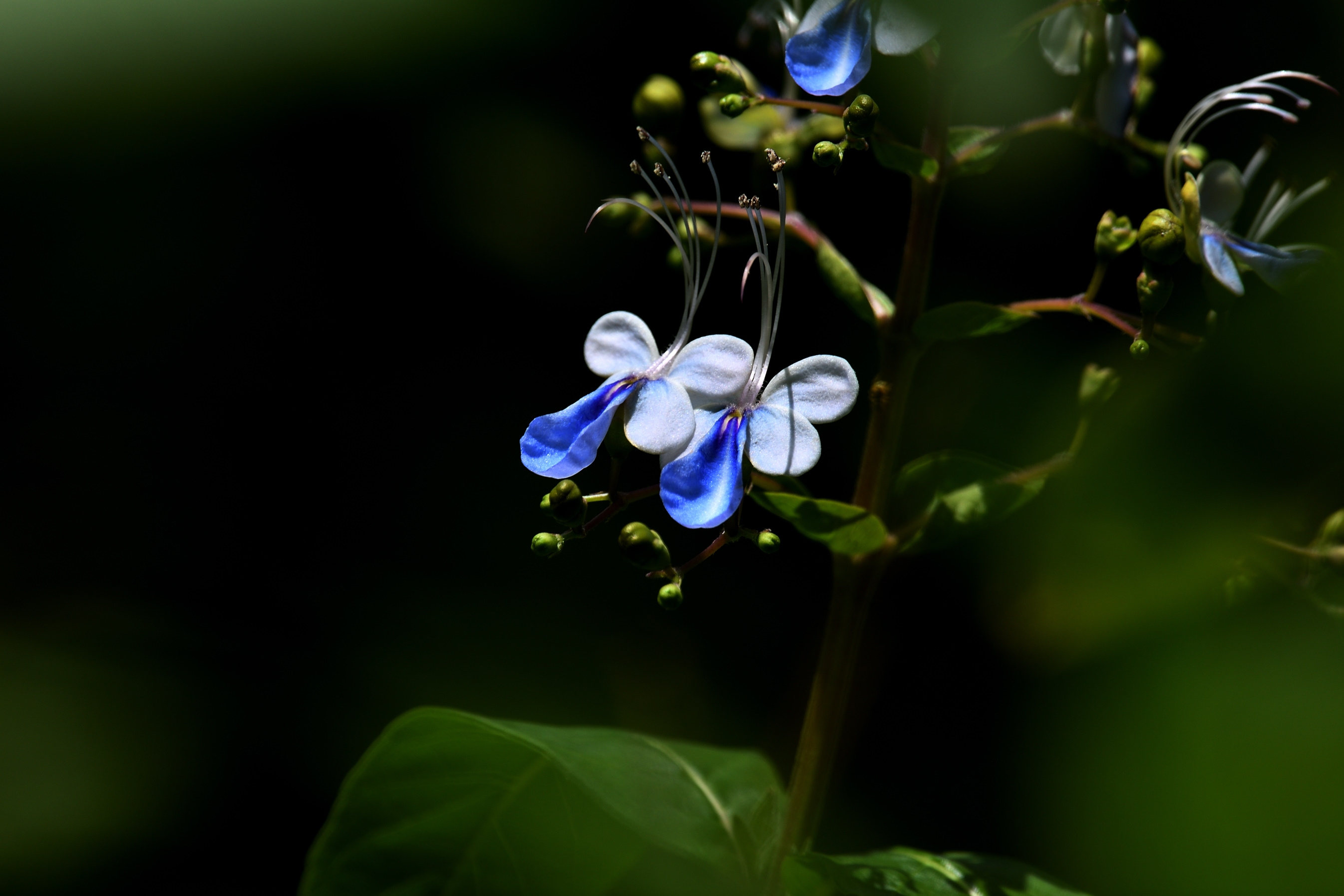 蓝蝴蝶花初开