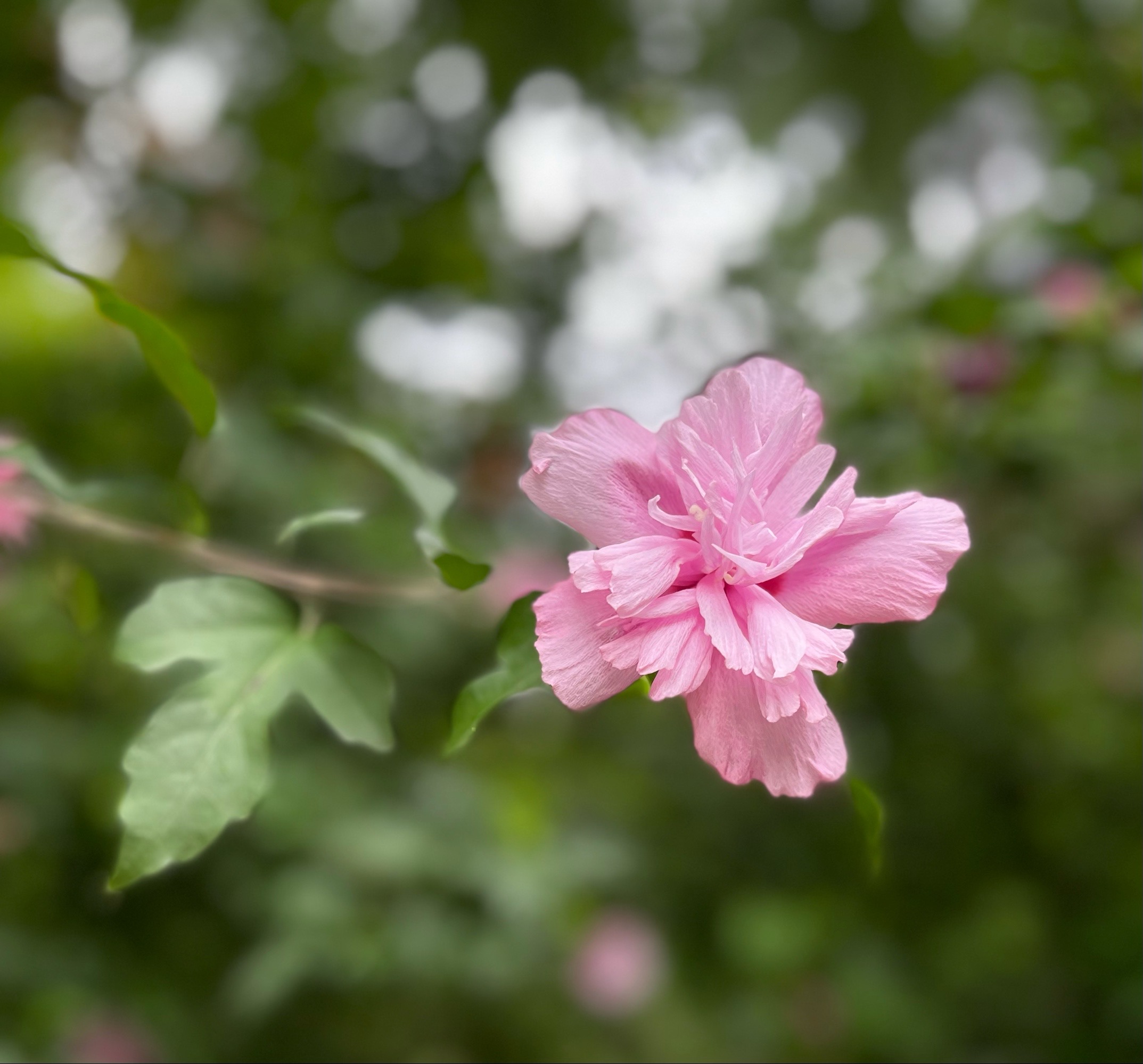 【首发】木槿花