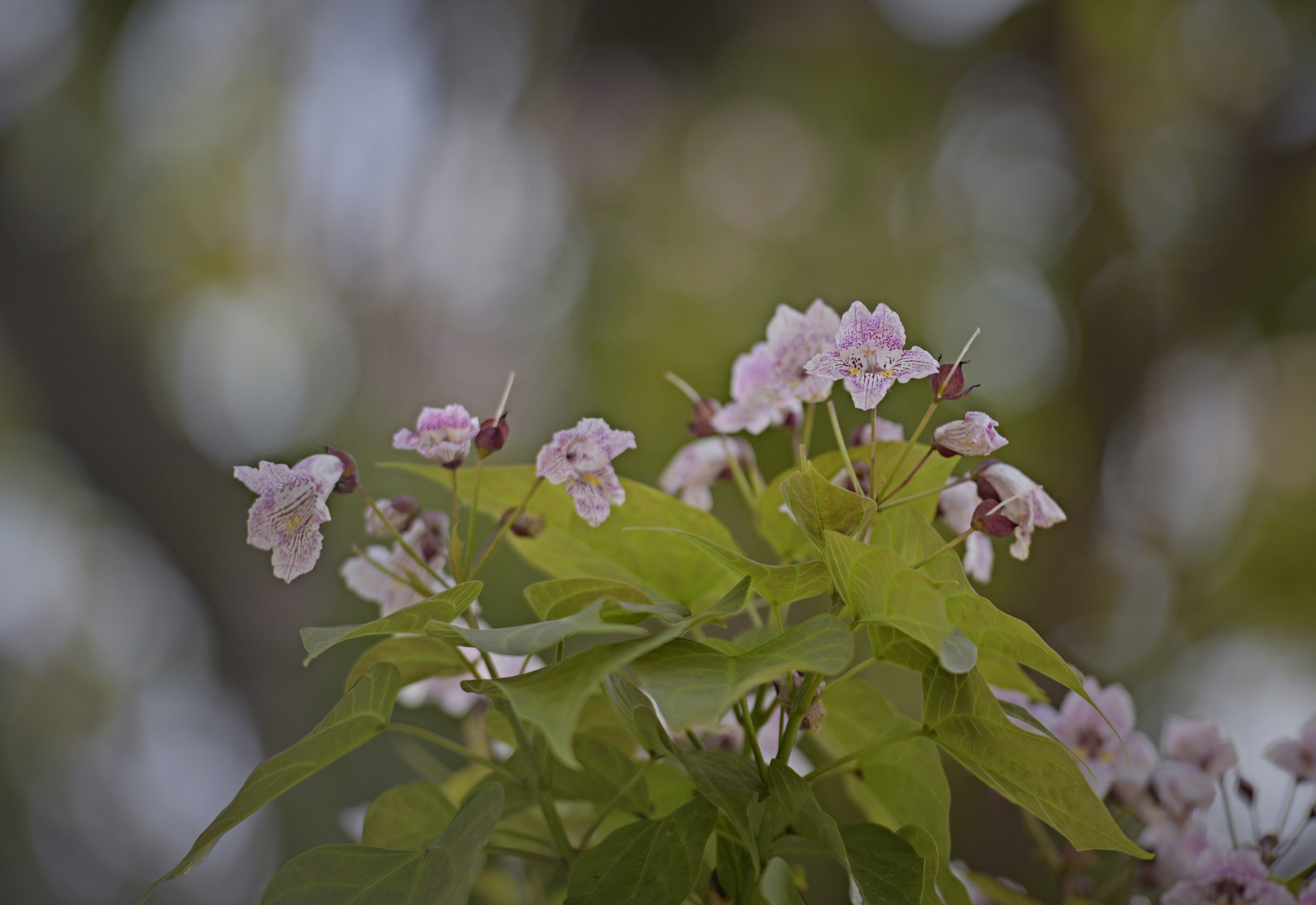 楸树花(首发)