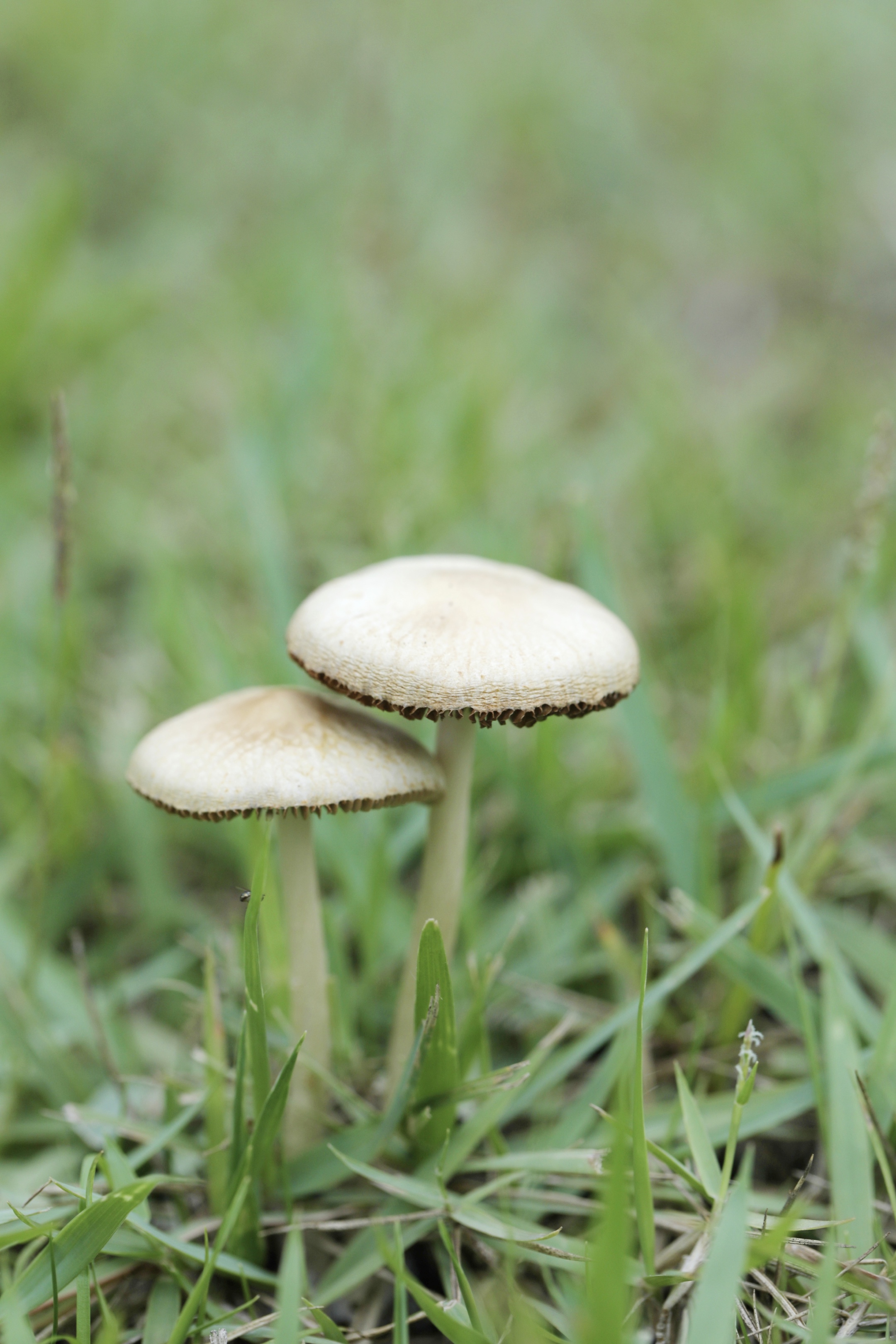 草地上,冒出一朵朵亭亭玉立白白的小蘑菇,傍边开着一朵,两朵小小粉紫
