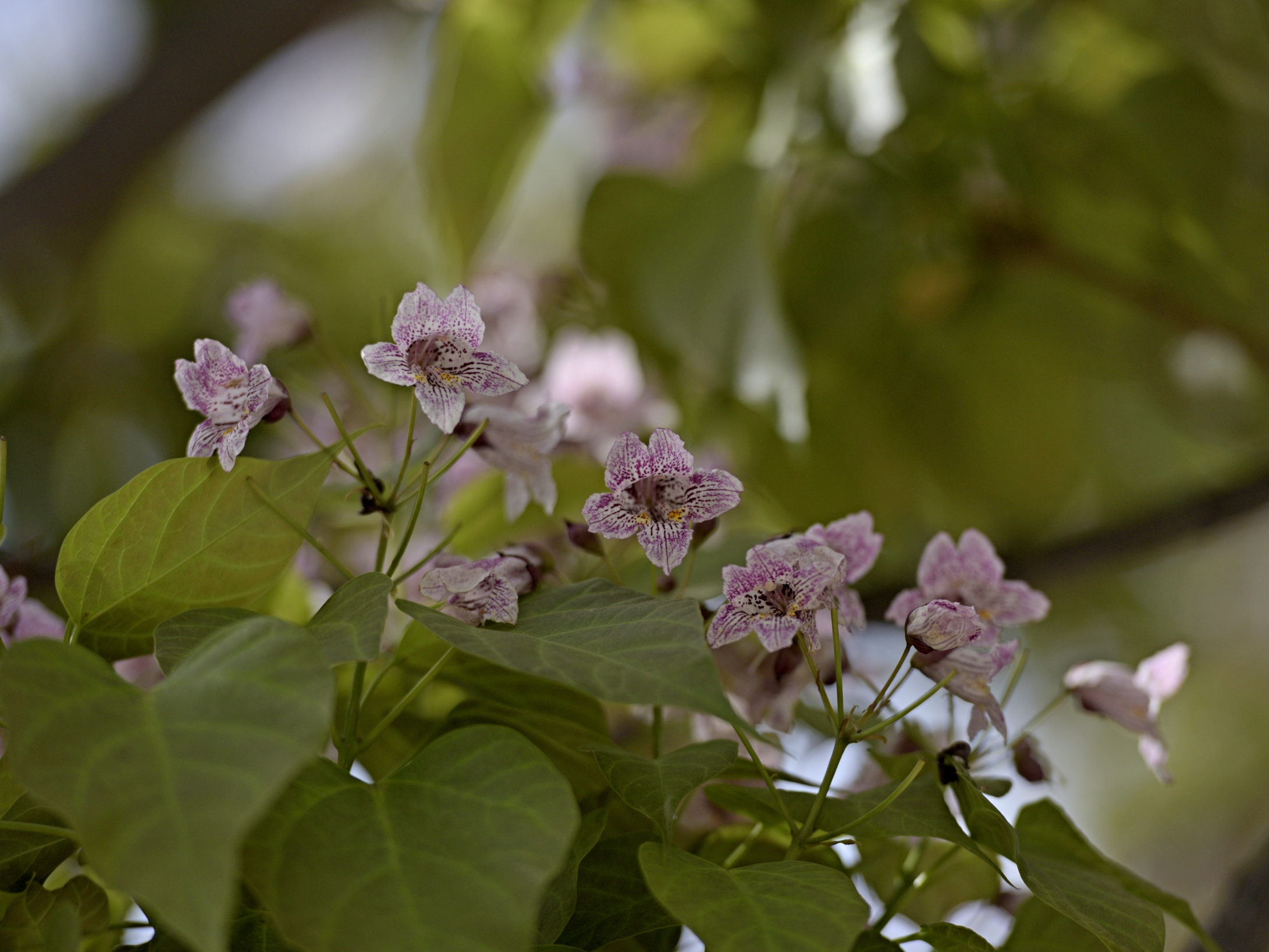 楸树花(首发)