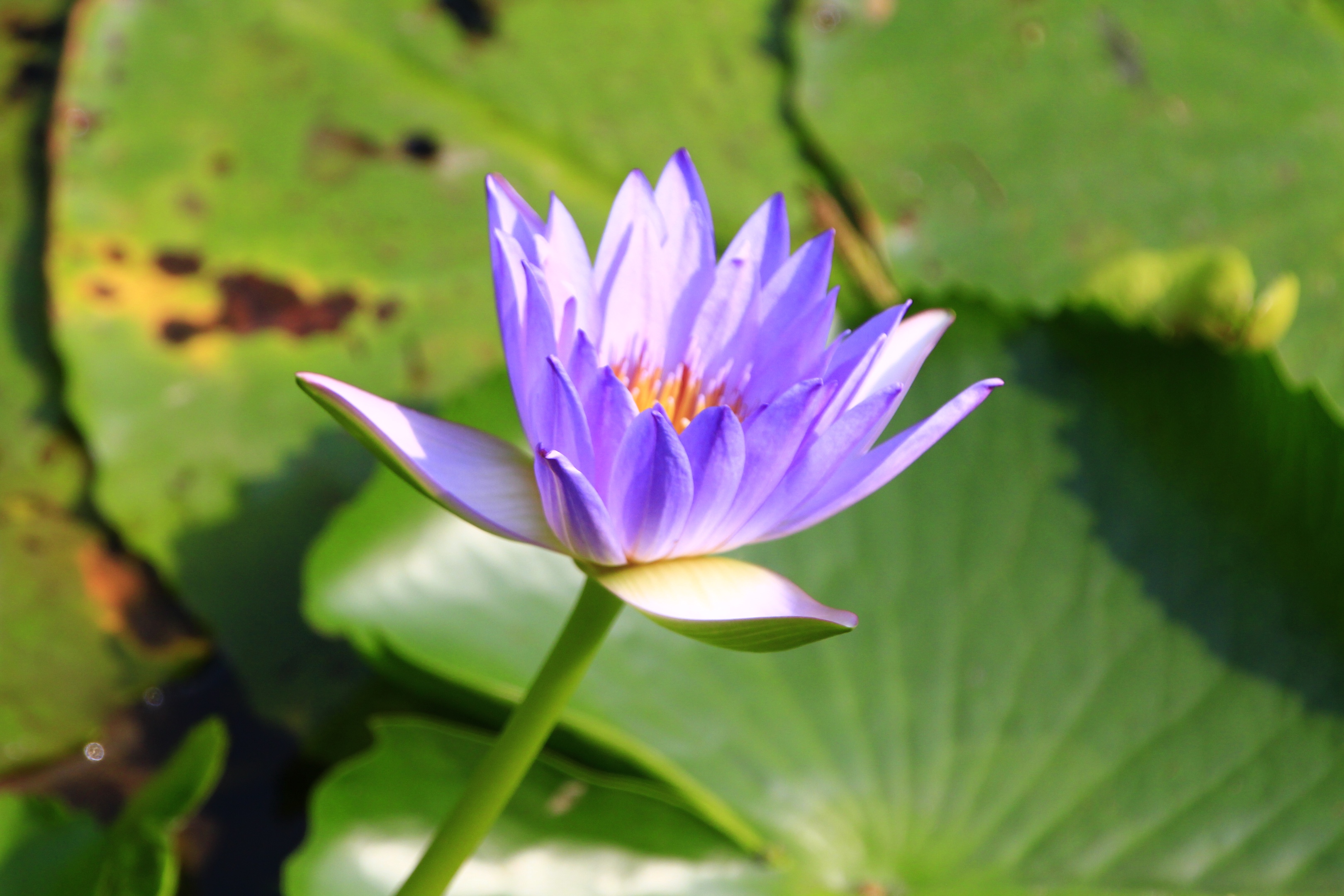 紫色睡莲花姿优美,花色艳丽,紫色睡莲的花语寓意是比较特殊的,寓意着