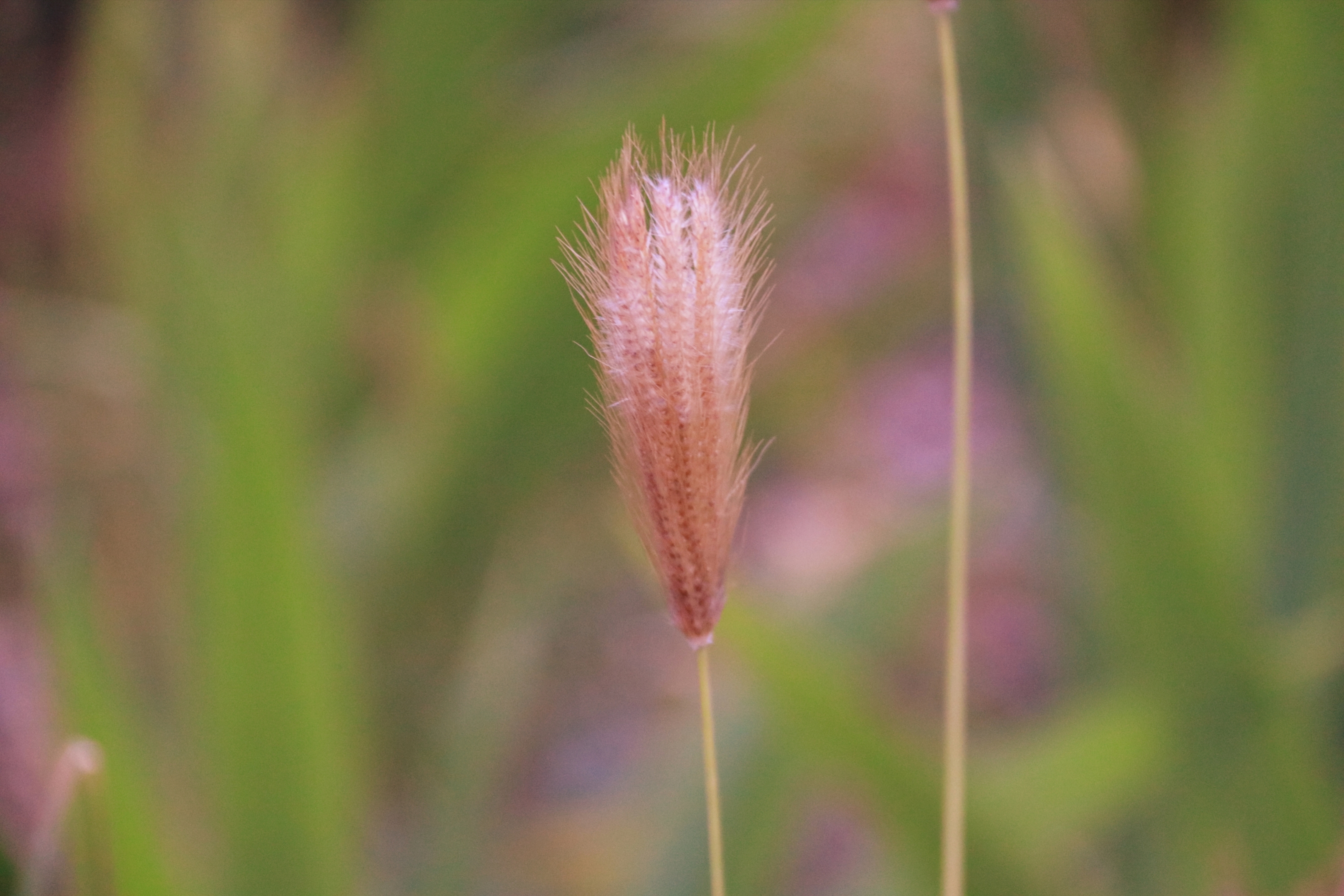 虎尾草【首发】