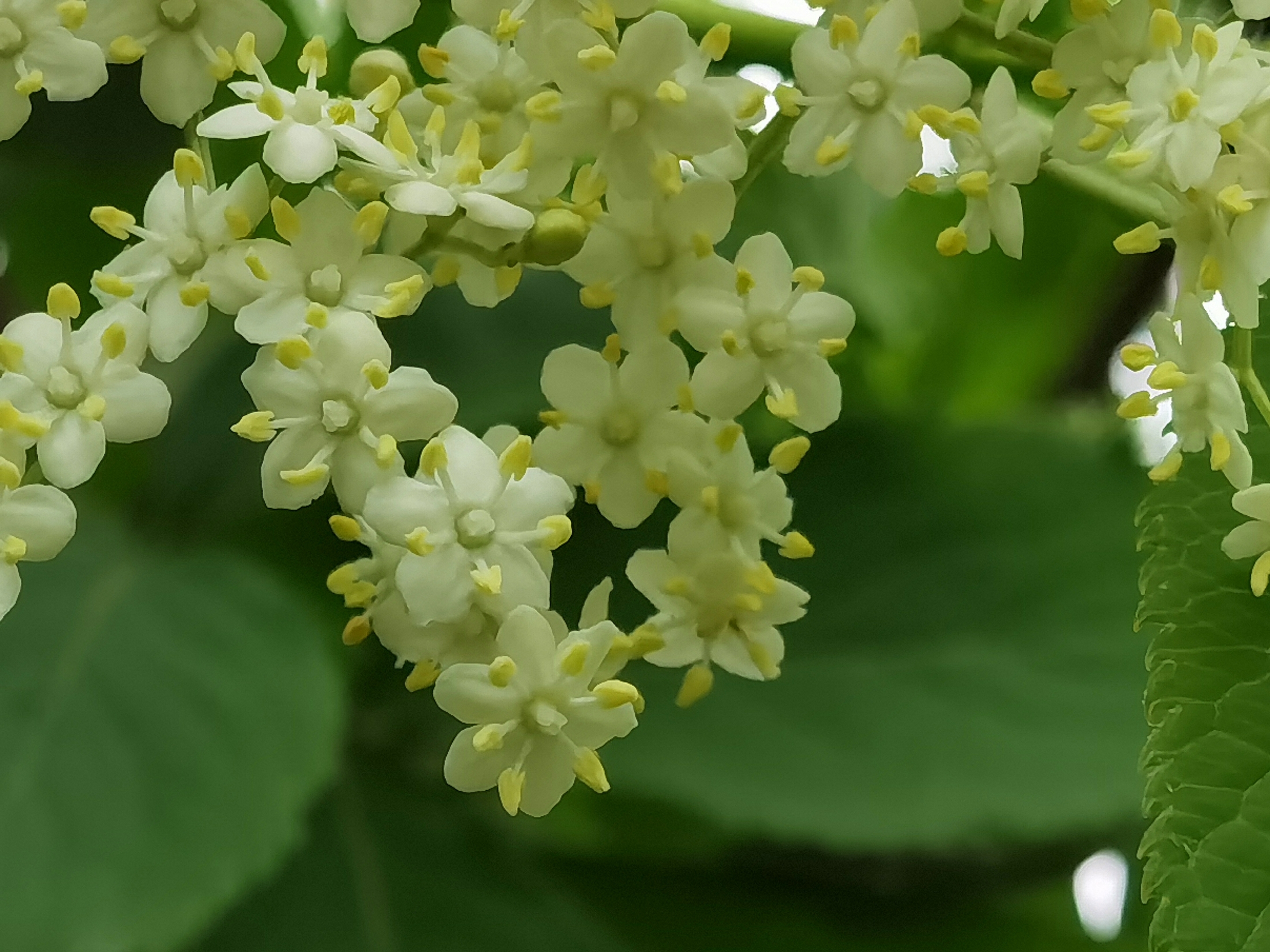 首发接骨木花