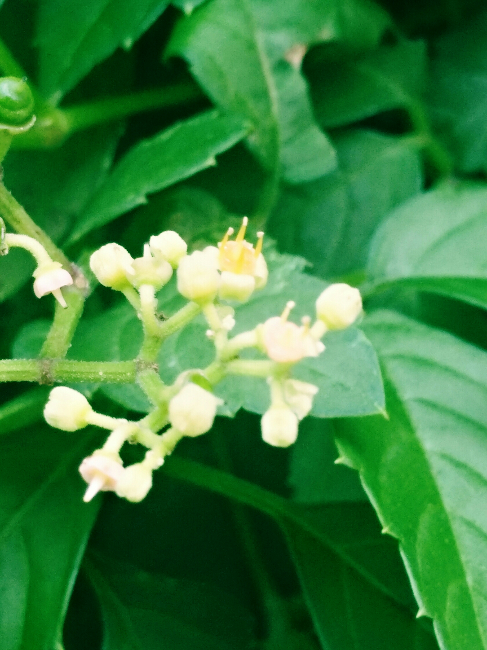 绞股蓝花朵首发