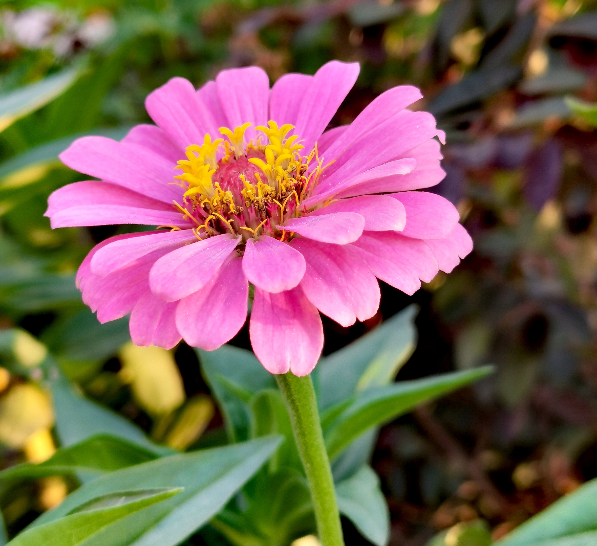 百日菊