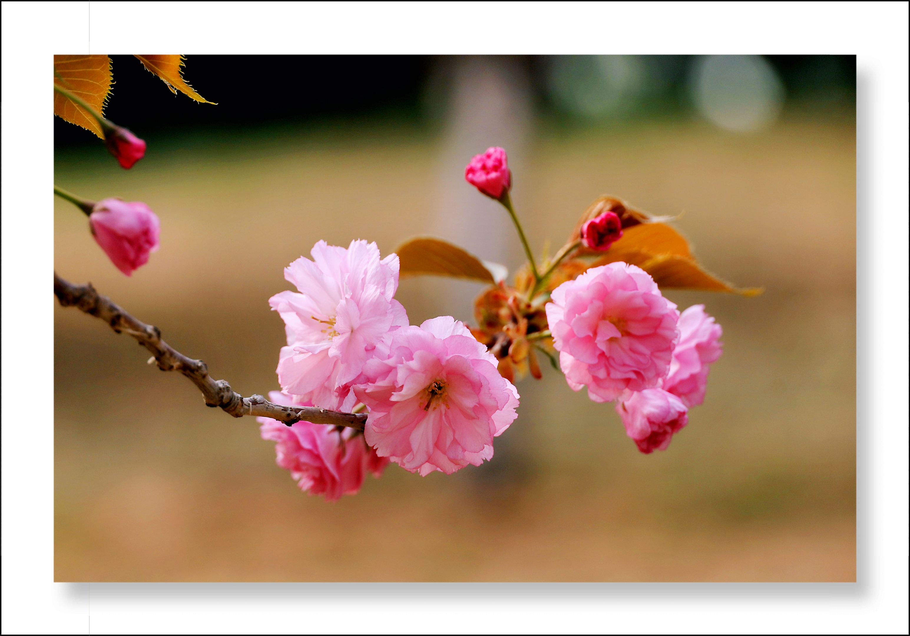 首发日本晚樱花