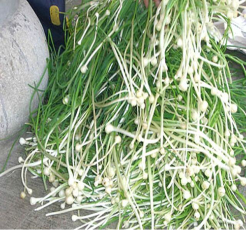 又名薤白,贼蒜,野小蒜,小根蒜,山蒜,野葱,菜芝,小根菜,细韭等.