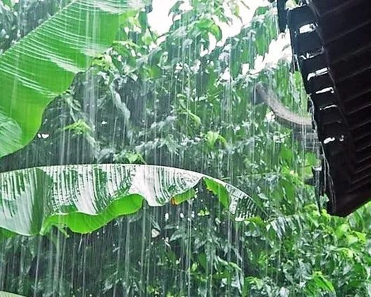 诗引:雨打芭蕉叶露清  西江月