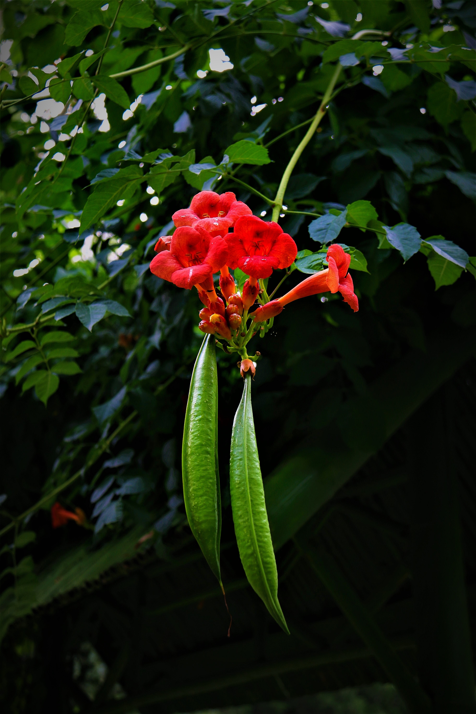 凌霄花的花语是 "敬佩,声誉" 凌霄花寓意慈母之爱,经常与冬青,樱草