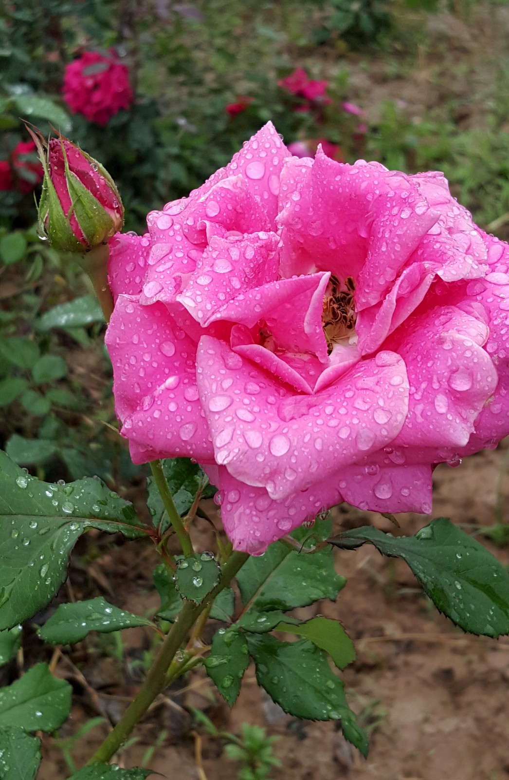 雨后的花朵