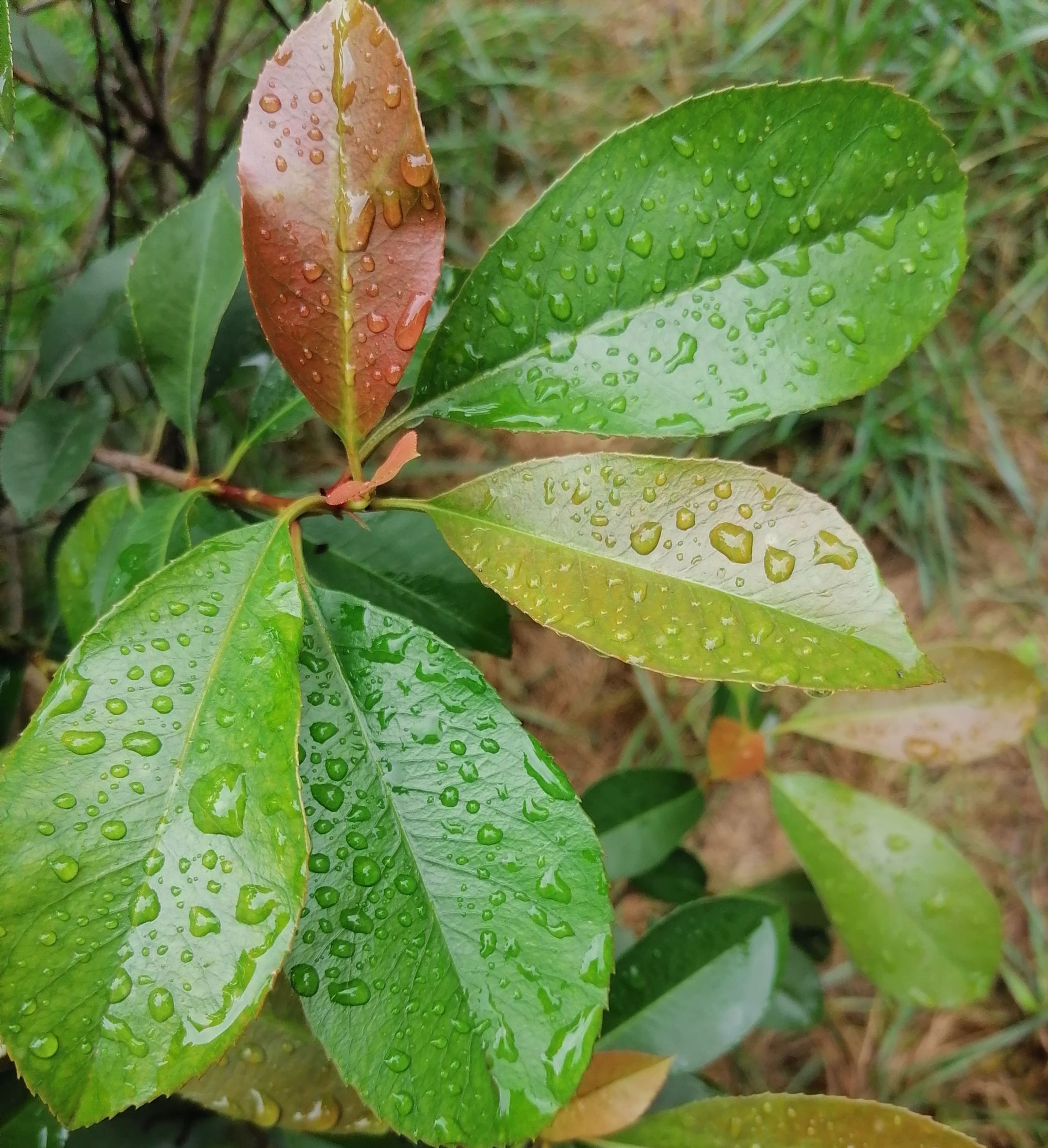 雨露冬青叶