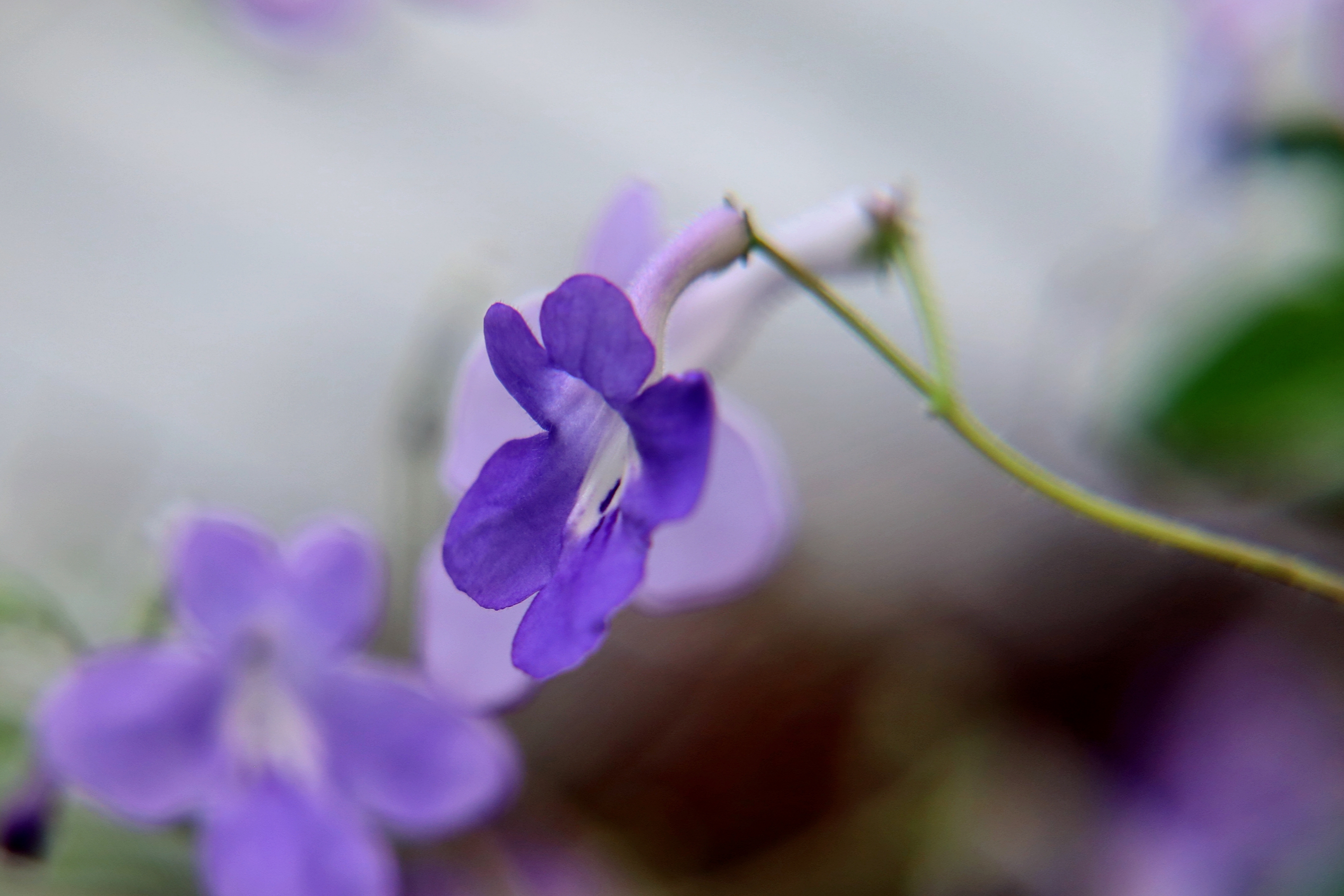 海豚花花茎细长,且花朵姿态万千地向四方伸展,故被称为"蓝色小精灵"