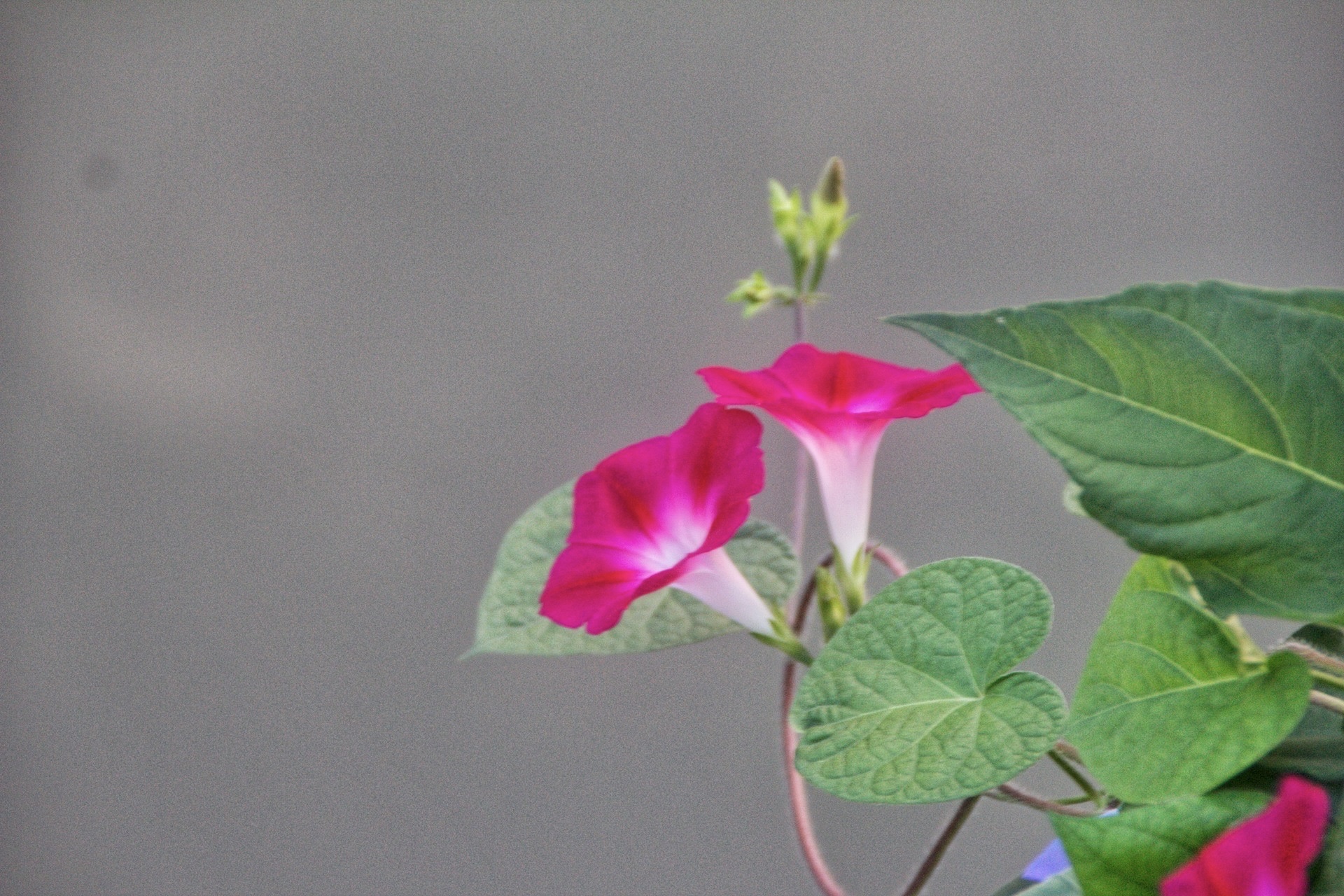 【首发】圆叶牵牛花