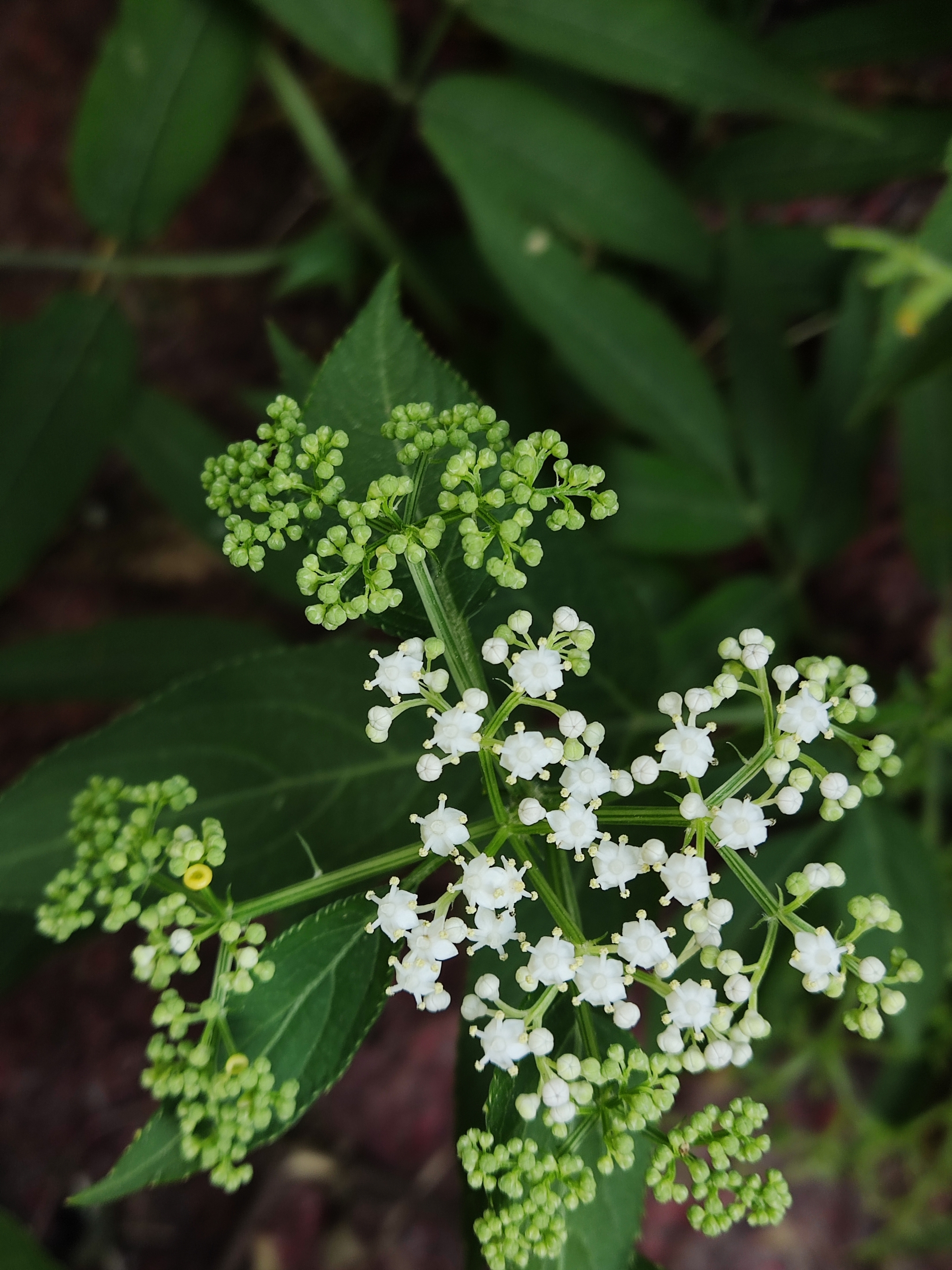 接骨草是五福花科,接骨木属高大草本或半灌木,高可达2米;茎有棱