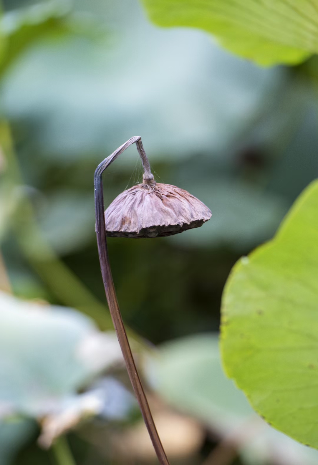 留得残荷听雨声